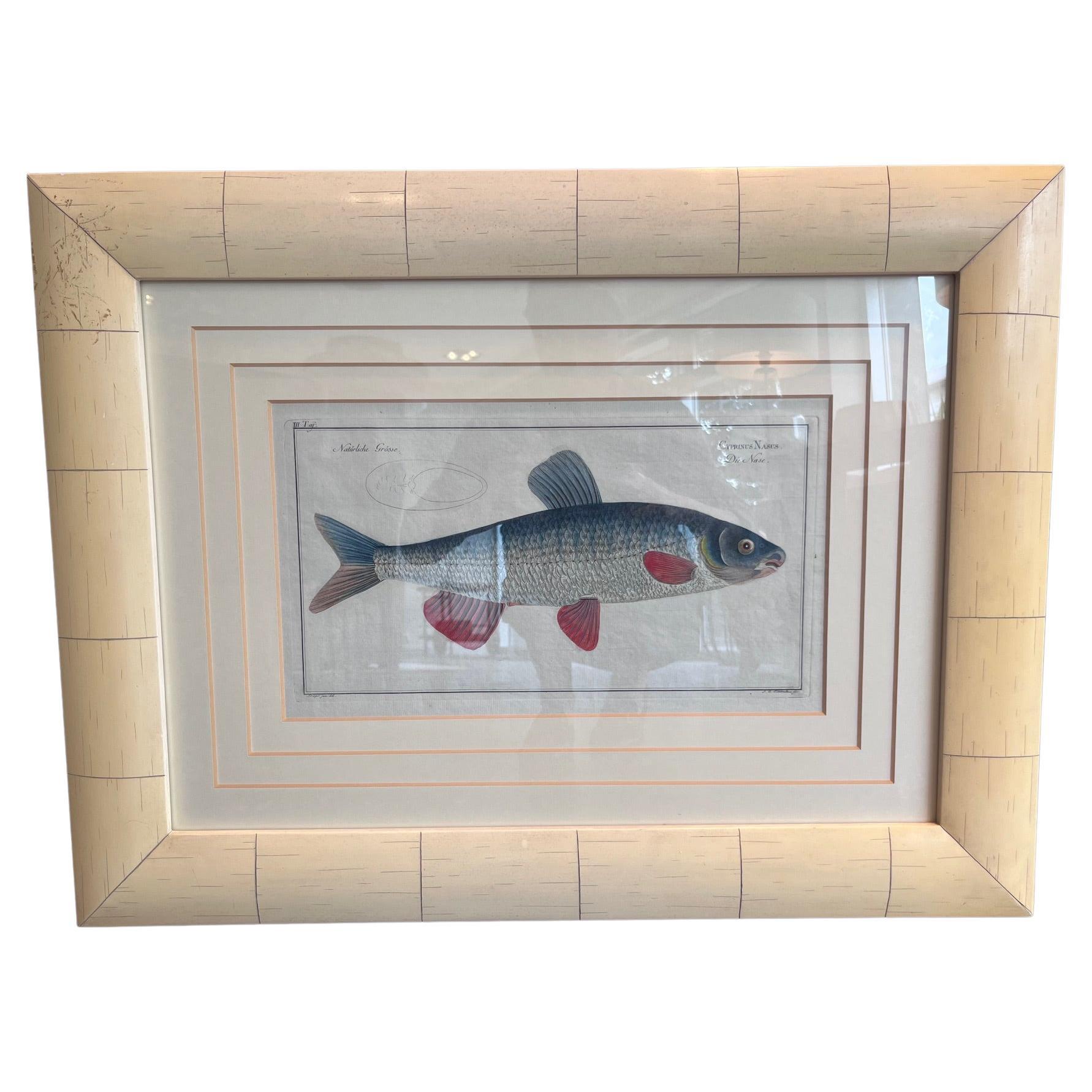 Handkolorierter Kupferstich von 'Cyprinus Nasus' von Marcus Elieser Bloch, 1790 im Angebot
