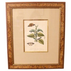 Hand Colored Copper Plate Lithograph of Caterpillars & Great Tortoise, Plate LVI