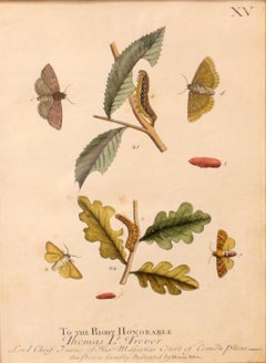 Hand Colored Copper Plate Lithograph of Caterpillars & Moths, Plate XV