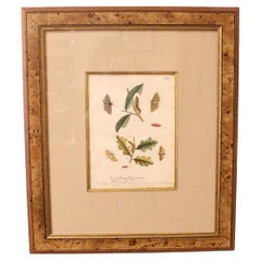 Hand Colored Copper Plate Lithograph of Caterpillars & Moths, Plate XV