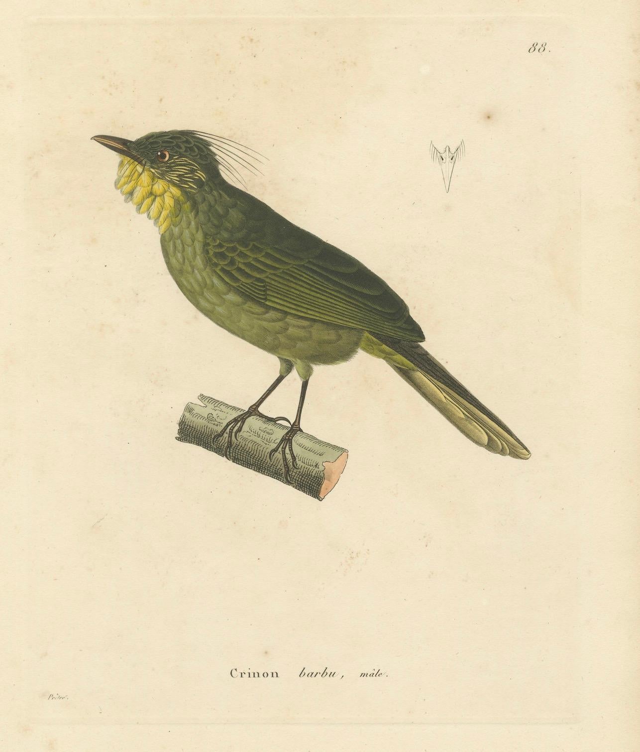 Titel: Seltener handkolorierter Kupferstich eines Bartfledermauses aus dem 19. Jahrhundert - Exotischer ornithologischer Druck  

Beschreibung:  
Dieser beeindruckende handkolorierte Stich mit dem Titel 
