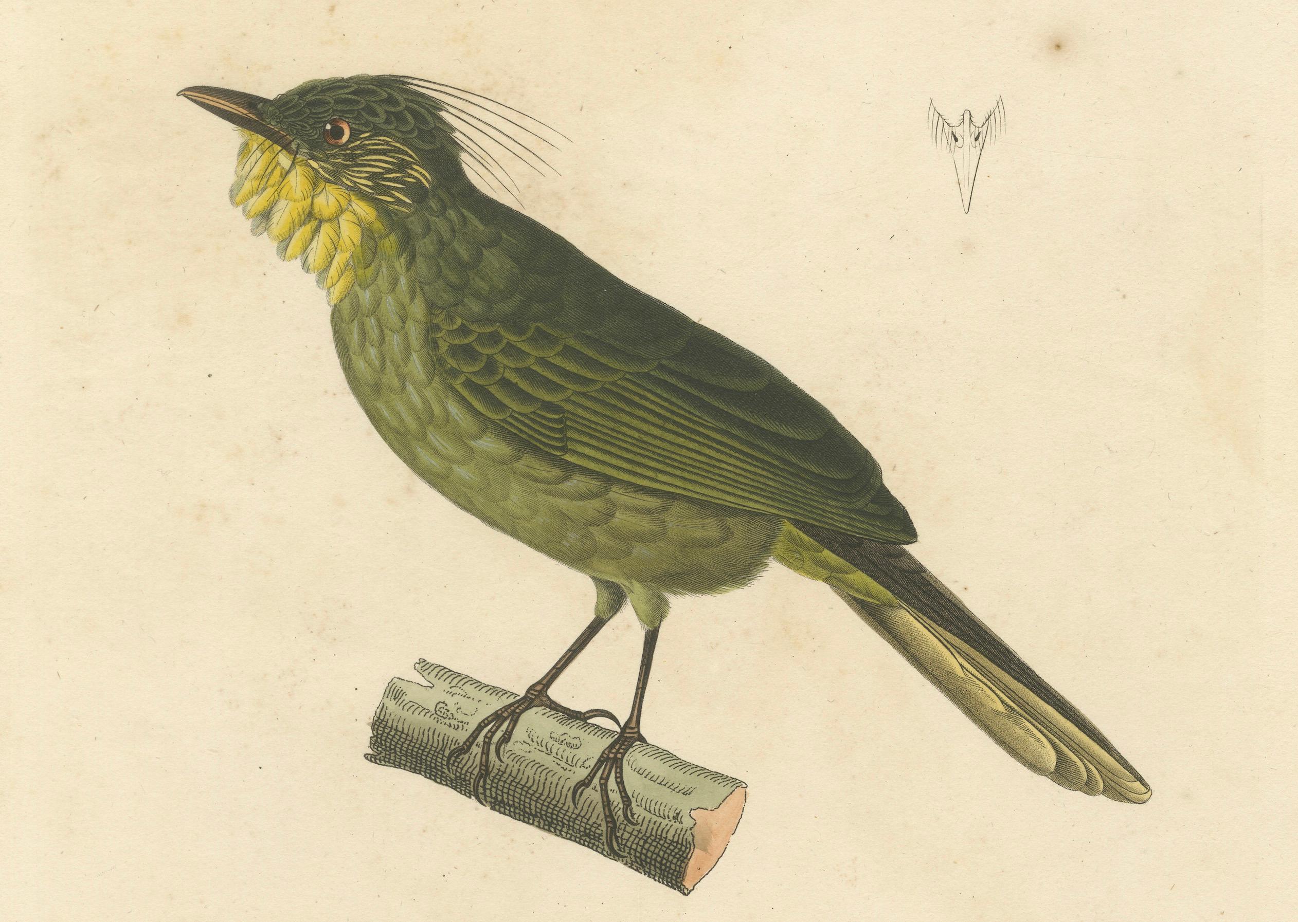 Handkolorierter Kupferstich eines Bartbarbs - Exotischer ornithologischer Druck, um 1808 (Graviert) im Angebot