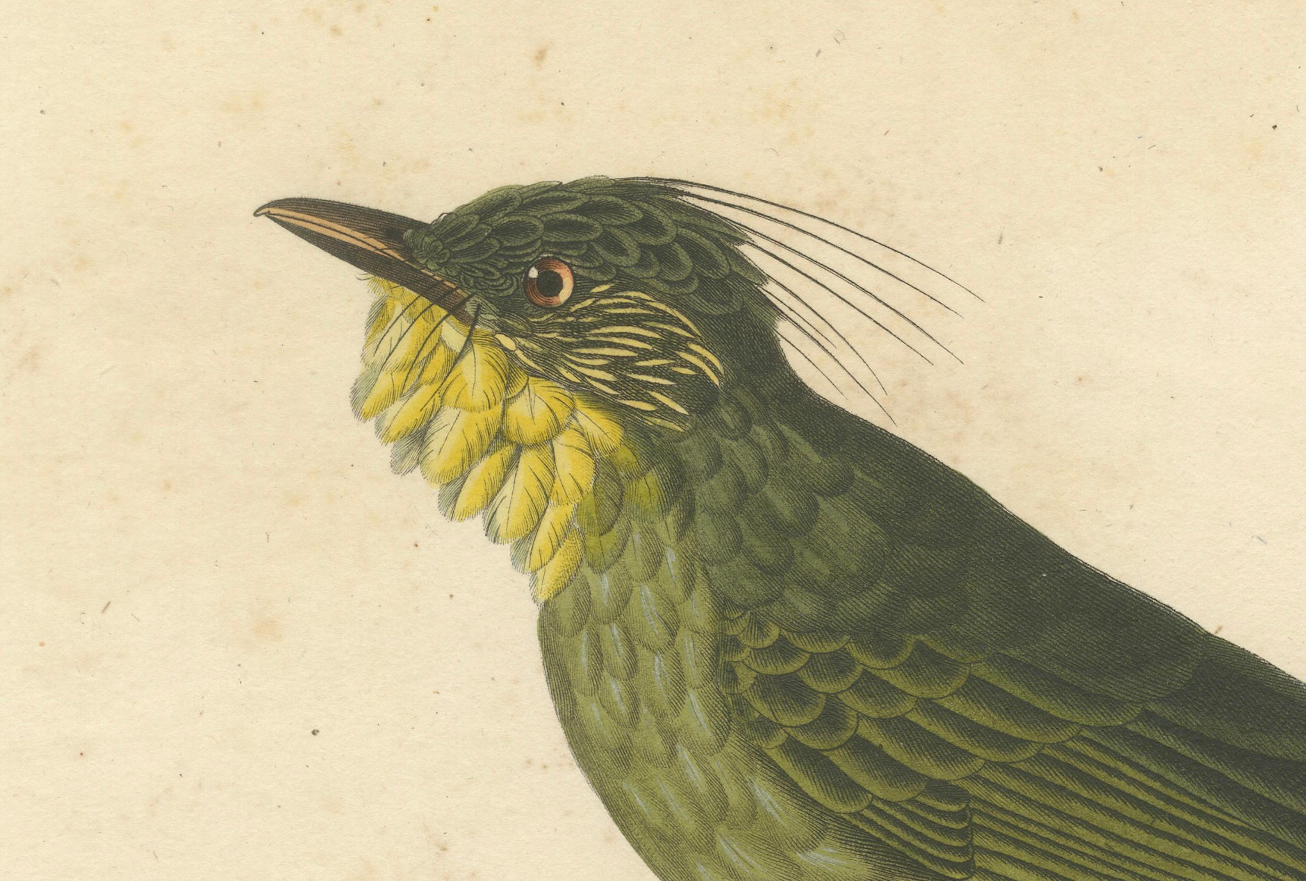 Handkolorierter Kupferstich eines Bartbarbs - Exotischer ornithologischer Druck, um 1808 im Zustand „Gut“ im Angebot in Langweer, NL