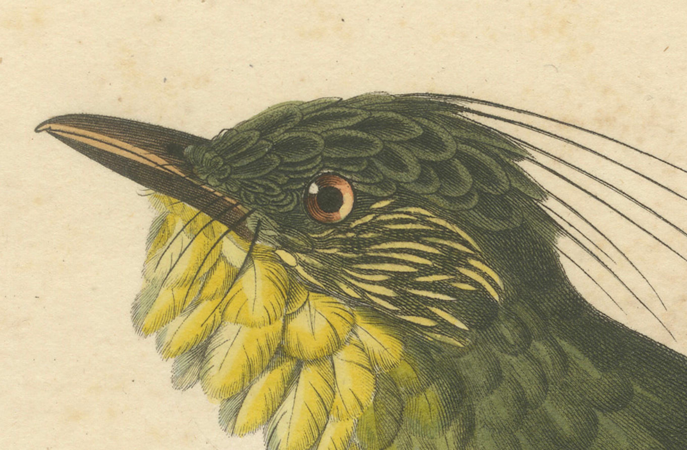 Handkolorierter Kupferstich eines Bartbarbs - Exotischer ornithologischer Druck, um 1808 (Frühes 19. Jahrhundert) im Angebot