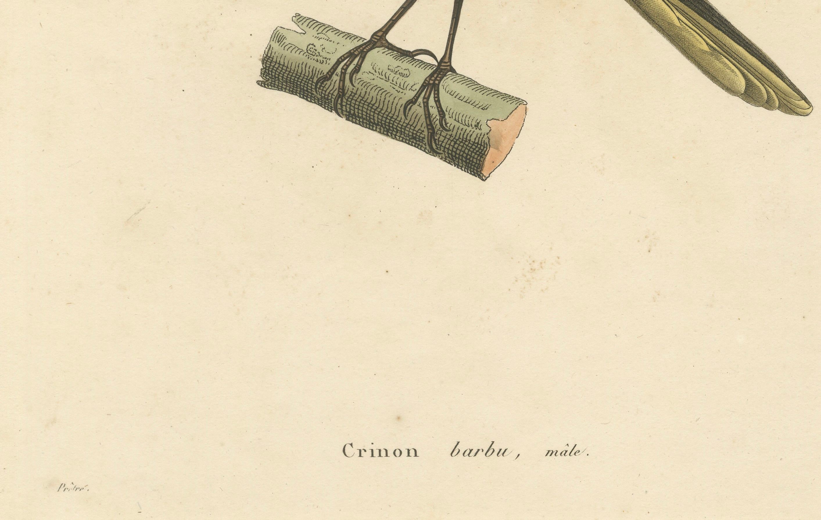 Handkolorierter Kupferstich eines Bartbarbs - Exotischer ornithologischer Druck, um 1808 (Papier) im Angebot