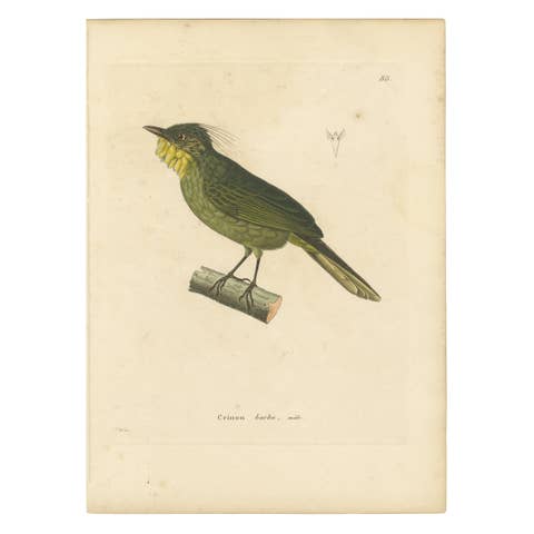 Hand-Colored Engraving of a Bearded Barbet – Exotic Ornithological Print, c.1808