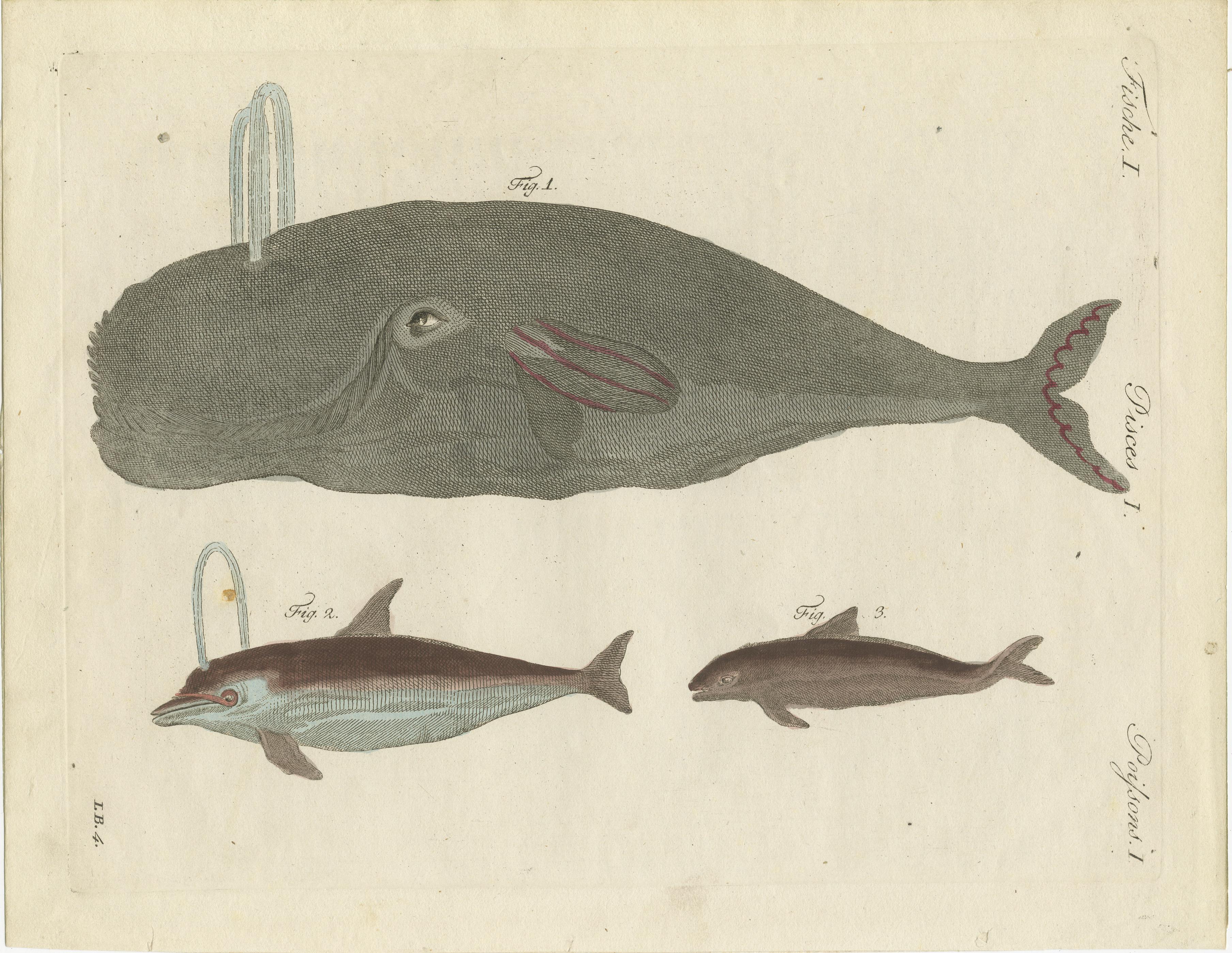 Bowhead whale, Balaena mysticetus 1, short-beaked common dolphin, Delphinus delphis 2 and porpoise, Phocoena phocoena 3. Source unknown, to be determined. Most likely published by or after Bertuch, circa 1795.