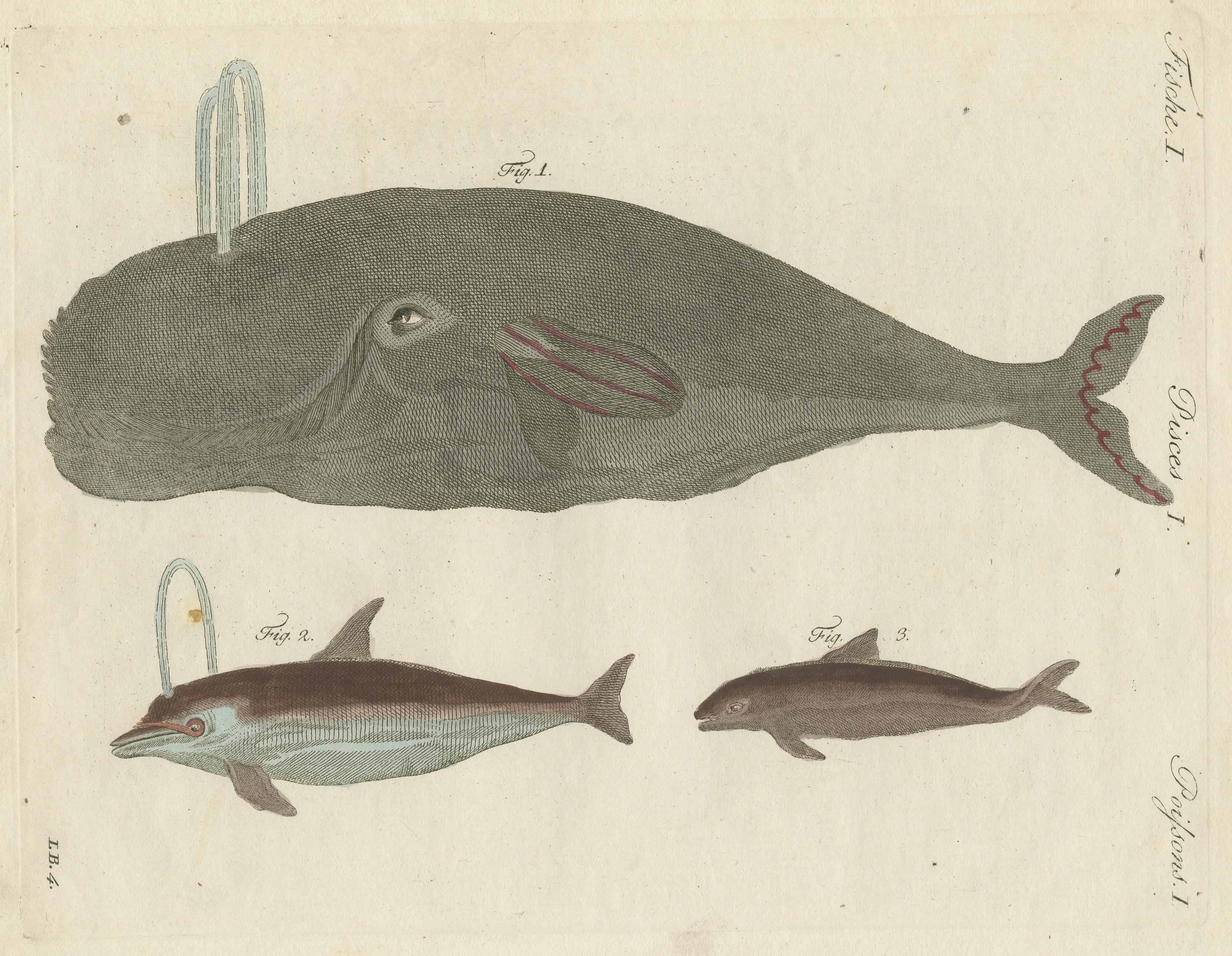 Hand colored Engraving of a Bowhead Whale and other Marine Life In Fair Condition For Sale In Langweer, NL