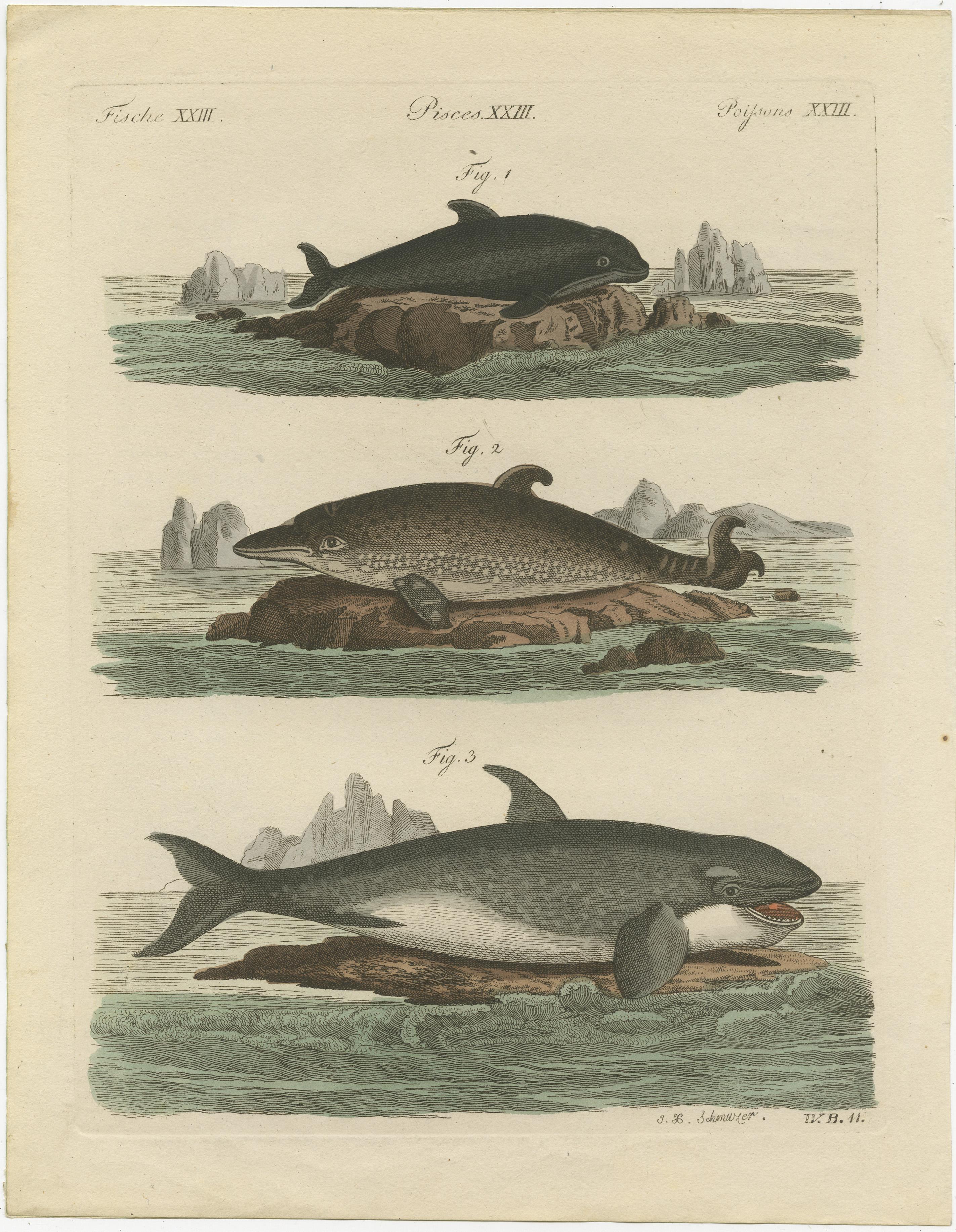 Harbour porpoise, Phocoena phocoena 1, short-beaked common dolphin, Delphinus delphis 2, and orca or killer whale, Orcinus orca 3. Source unknown, to be determined. Most likely published by or after Bertuch, circa 1795.