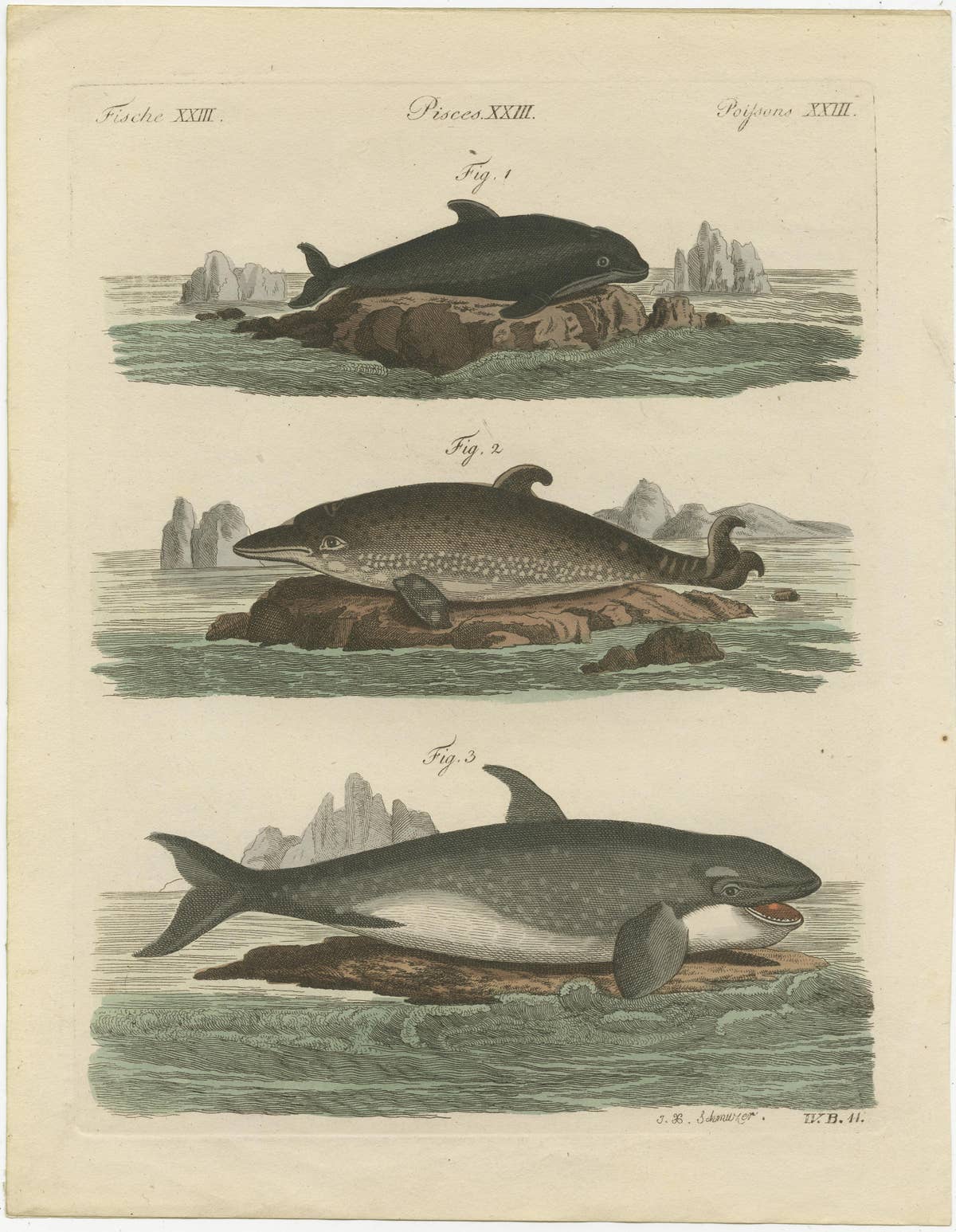 Hand Colored Engraving of a Harbour Porpoise and Other Marine Life