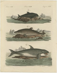 Hand Colored Engraving of a Harbour Porpoise and Other Marine Life