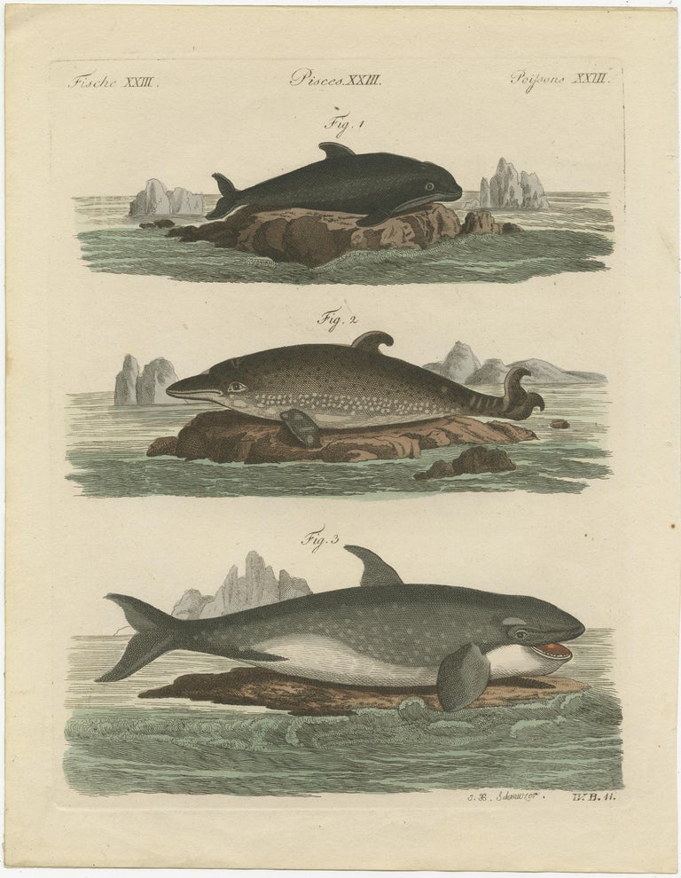 Hand Colored Engraving of a Harbour Porpoise and Other Marine Life For ...