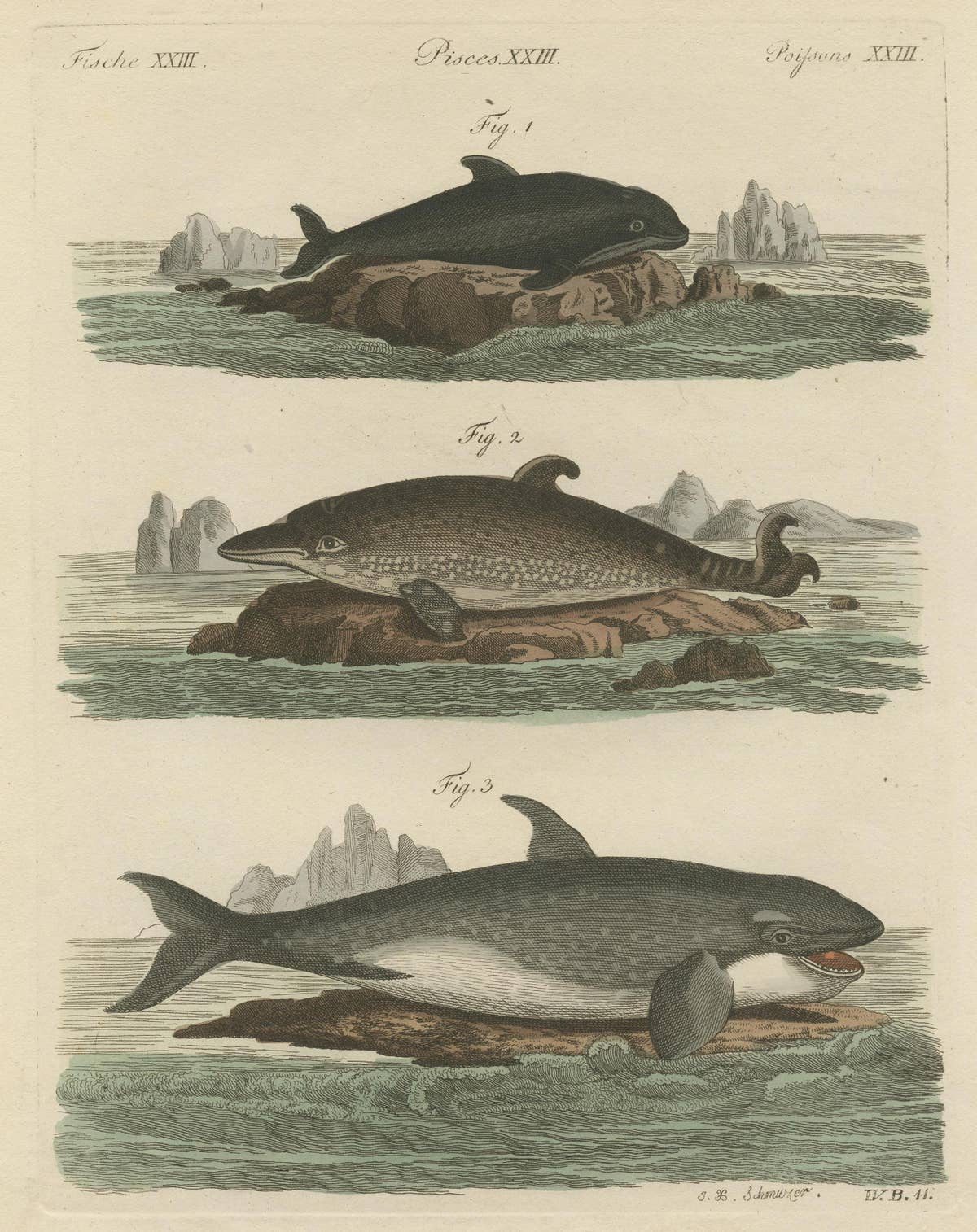 Hand Colored Engraving of a Harbour Porpoise and Other Marine Life