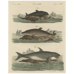 Antique Hand Colored Engraving of a Harbour Porpoise and Other Marine Life