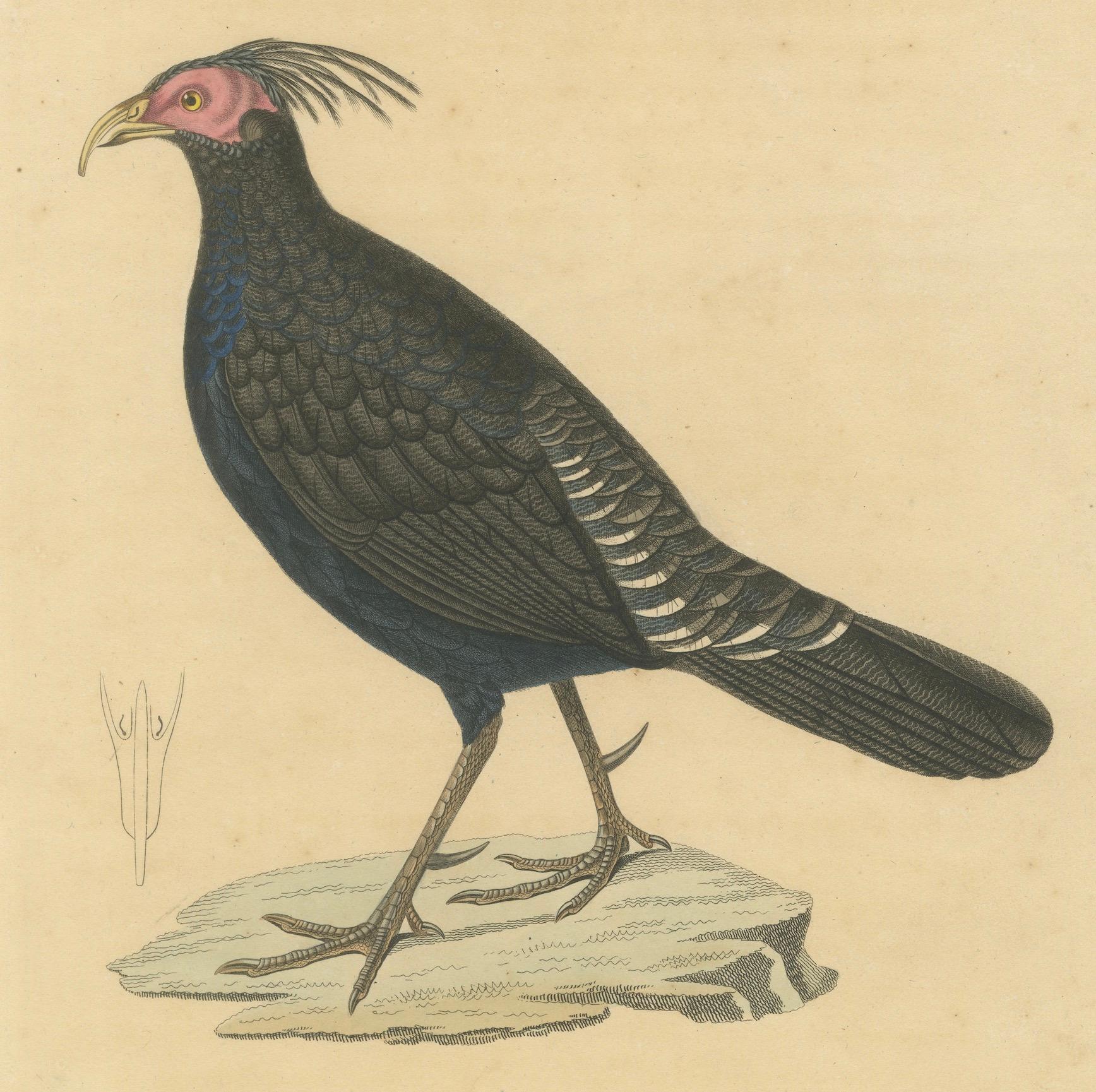Title: Rare 19th-Century Hand-Colored Engraving of a Himalayan Monal – Exotic Ornithological Print  

Description:  
This striking hand-colored engraving, titled 