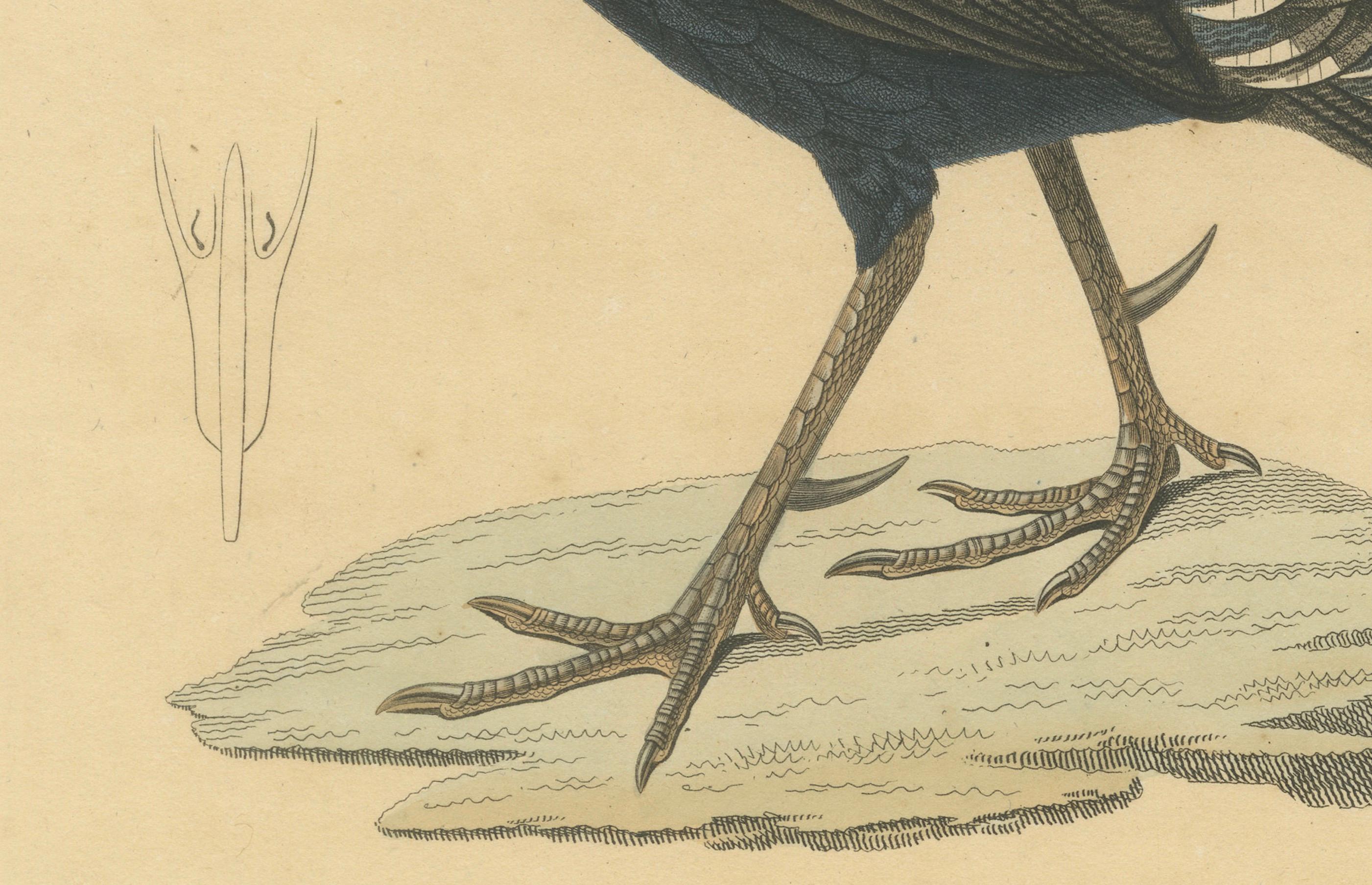 Handkolorierter Kupferstich eines Himalaya-Monals - Exotischer ornithologischer Druck, 1808 (Graviert) im Angebot