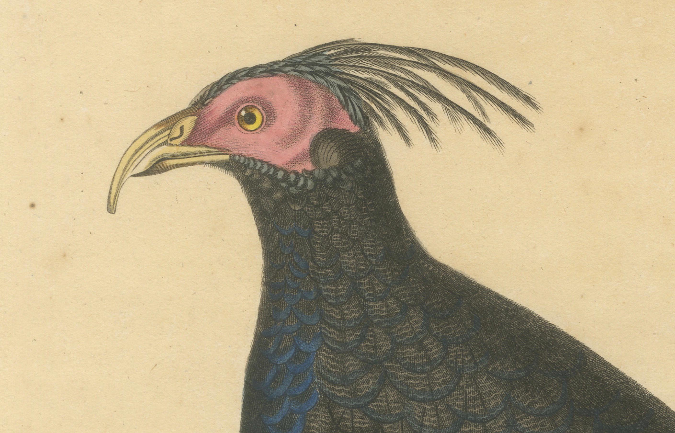Handkolorierter Kupferstich eines Himalaya-Monals - Exotischer ornithologischer Druck, 1808 im Zustand „Gut“ im Angebot in Langweer, NL