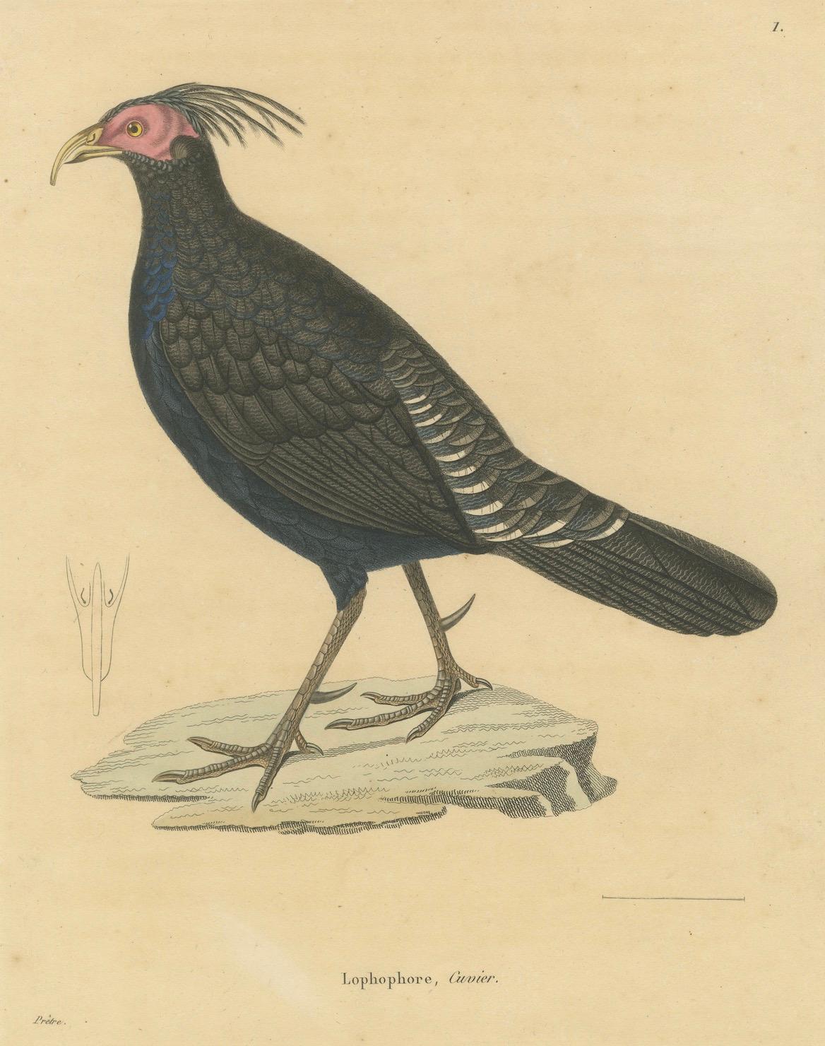 Handkolorierter Kupferstich eines Himalaya-Monals - Exotischer ornithologischer Druck, 1808 (Frühes 19. Jahrhundert) im Angebot