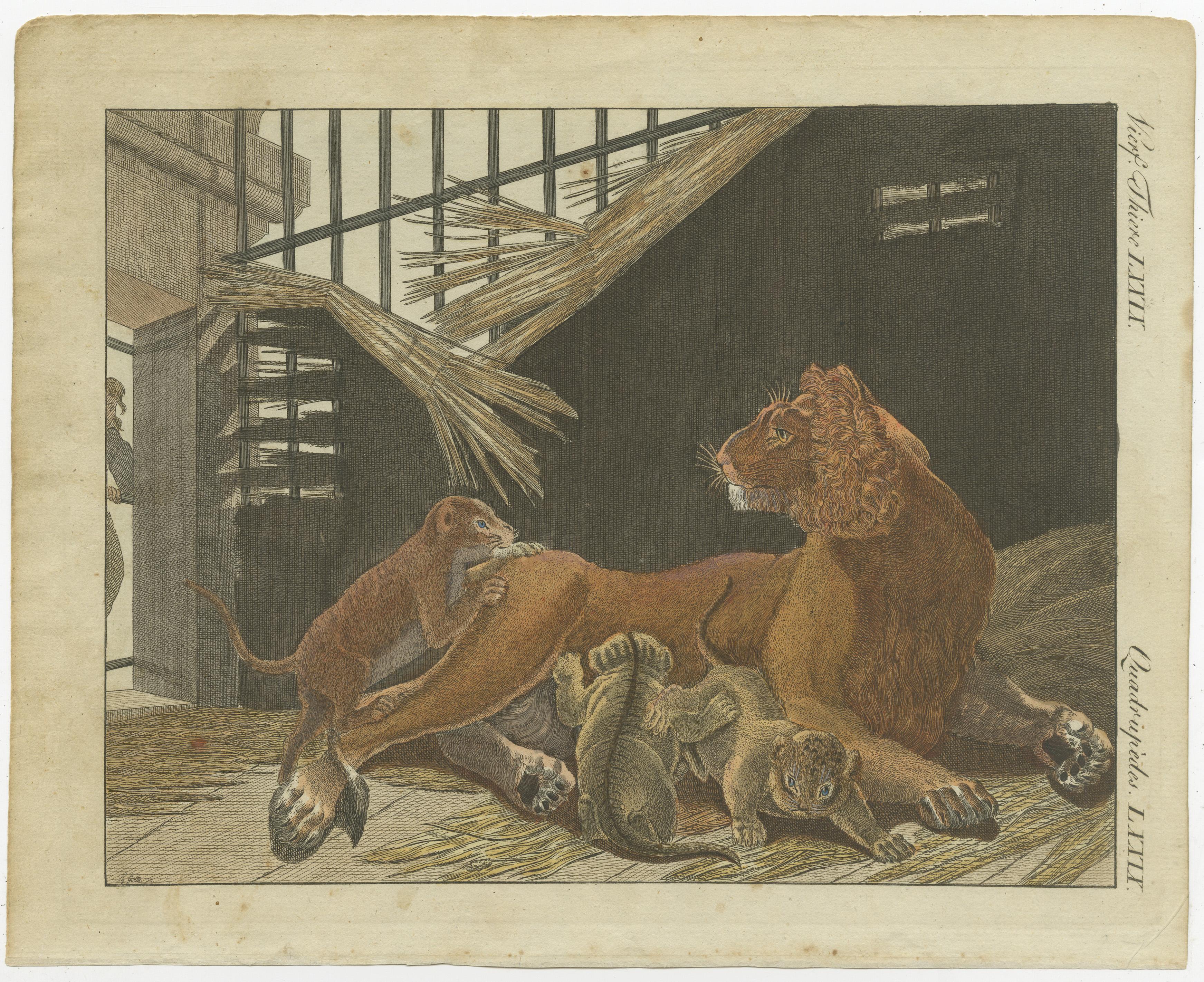 Original antique print of a lion and lion cubs. Source unknown, to be determined. Most likely published by or after Bertuch, circa 1795.