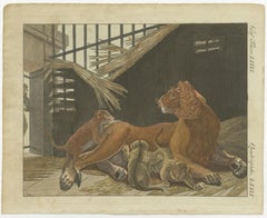 Hand Colored Engraving of a Lion and Lion Cubs