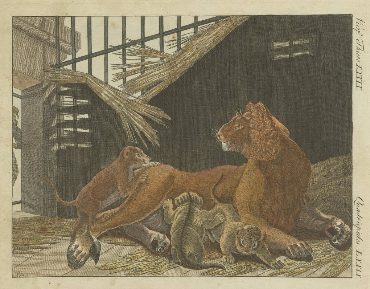 Hand Colored Engraving of a Lion and Lion Cubs