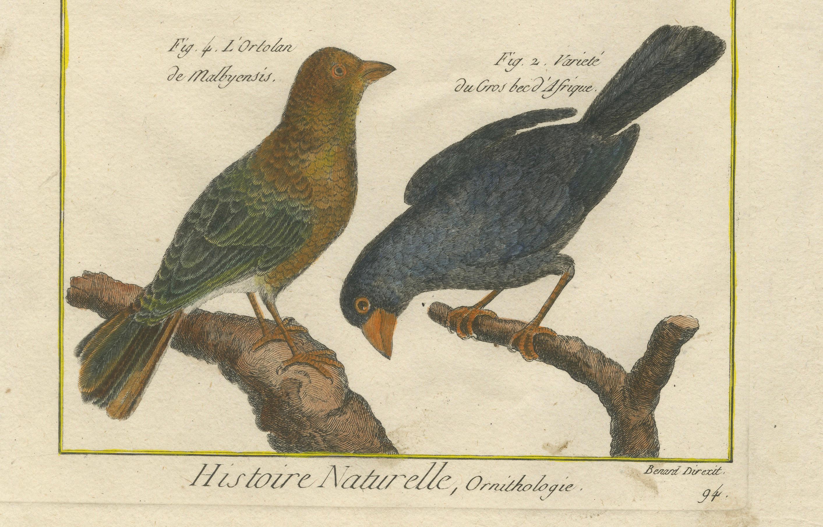 Dies ist ein vorzüglicher handkolorierter Kupferstich von Robert Benard aus der *Histoire Naturelle*, Teil der *Encyclopédie Méthodique*, die um 1790 veröffentlicht wurde. Die Illustration zeigt vier Vögel, wobei der Schwerpunkt auf Arten mit
