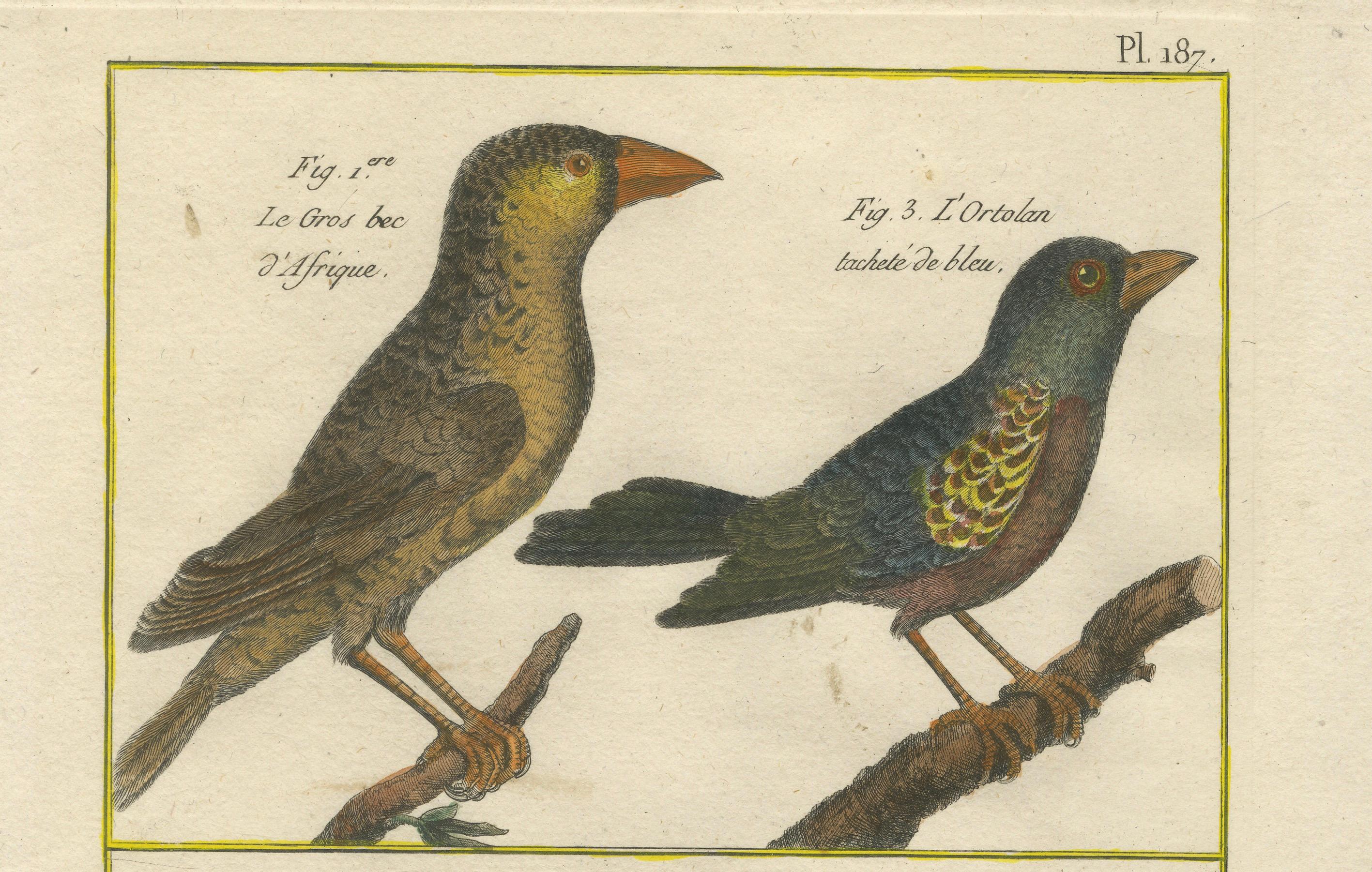 Handkolorierte Gravur afrikanischer und burmesischer Grosbeaks und Ortolans, 1790 (Graviert) im Angebot