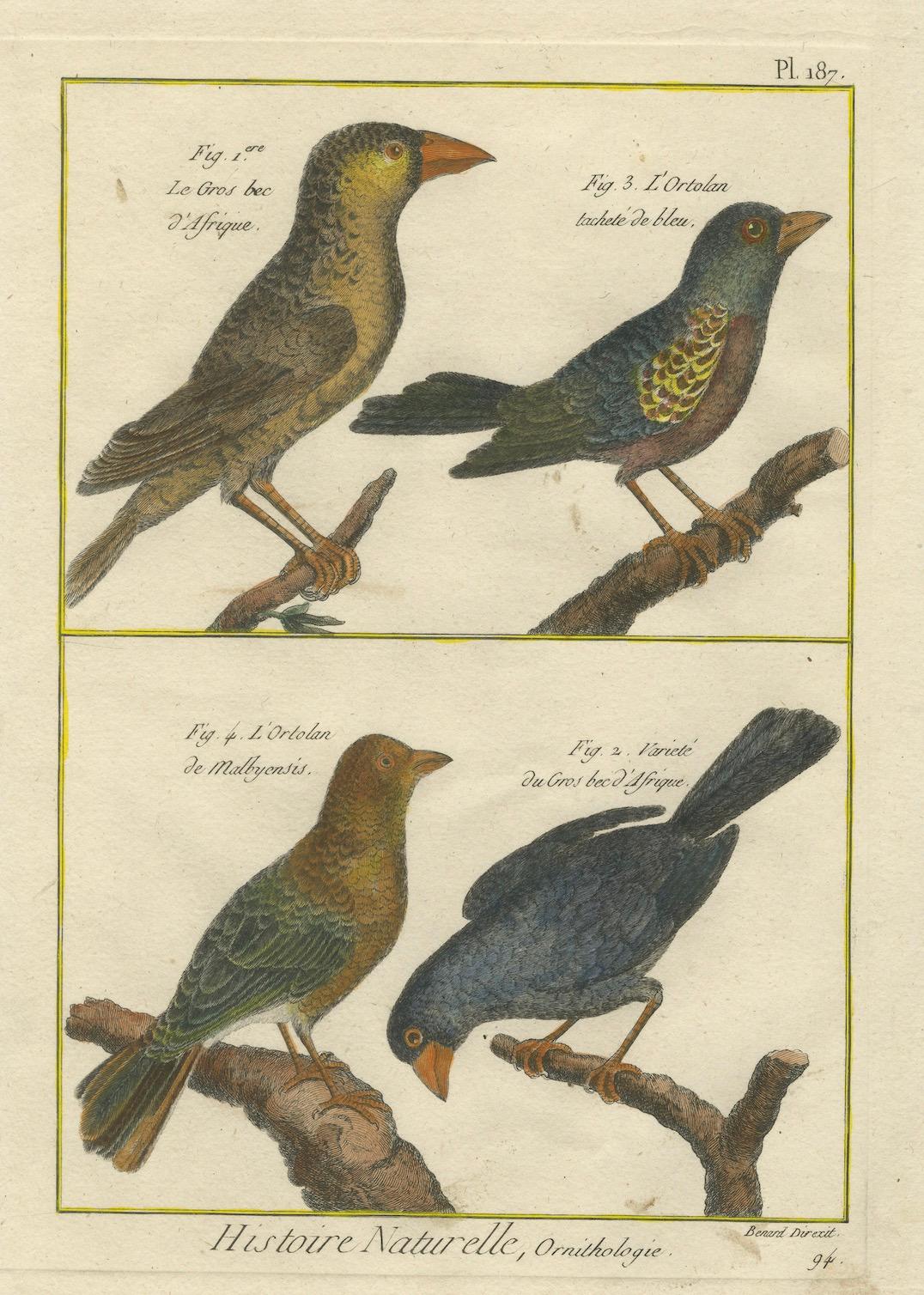 Handkolorierte Gravur afrikanischer und burmesischer Grosbeaks und Ortolans, 1790 im Zustand „Gut“ im Angebot in Langweer, NL