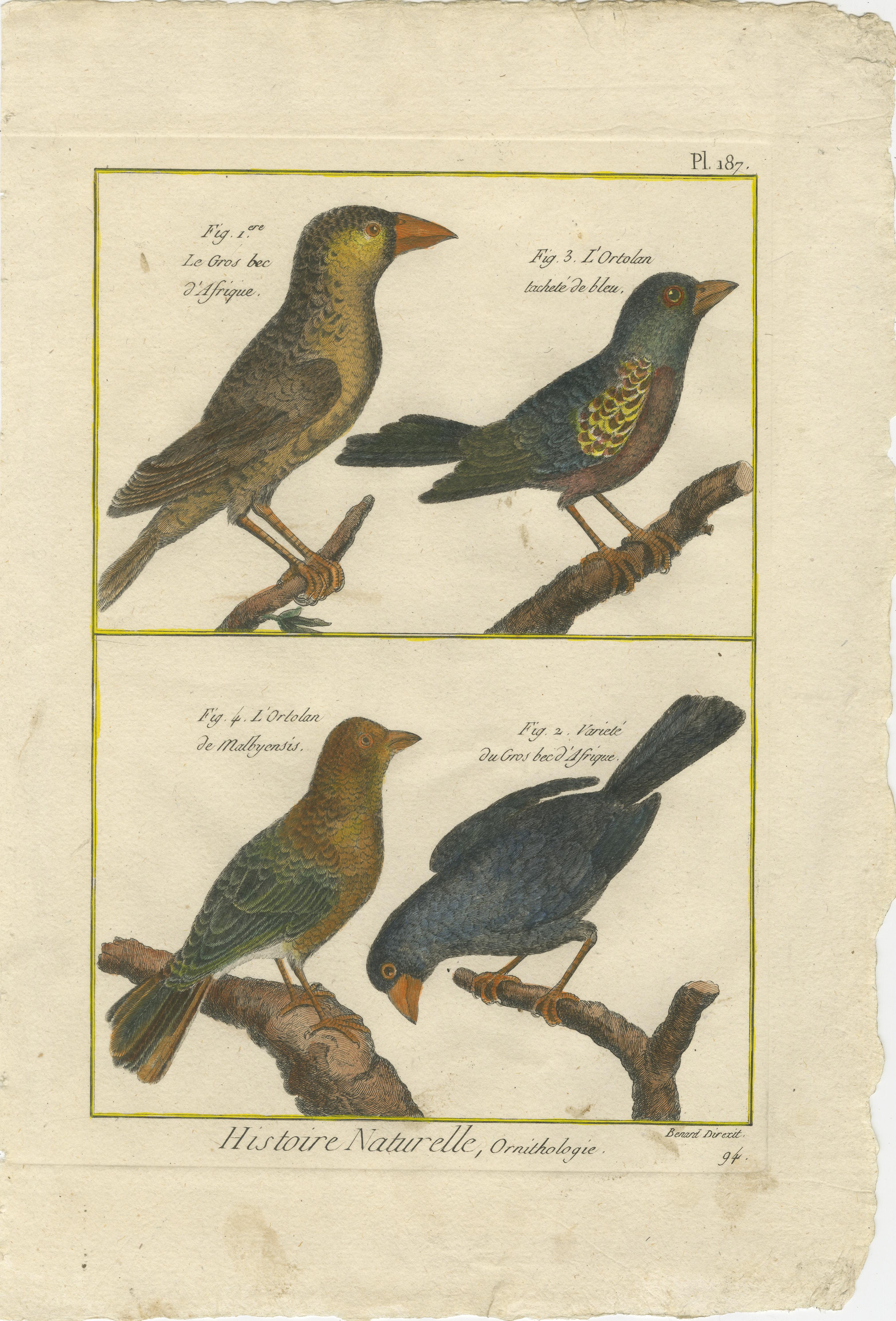 Handkolorierte Gravur afrikanischer und burmesischer Grosbeaks und Ortolans, 1790 (Spätes 18. Jahrhundert) im Angebot