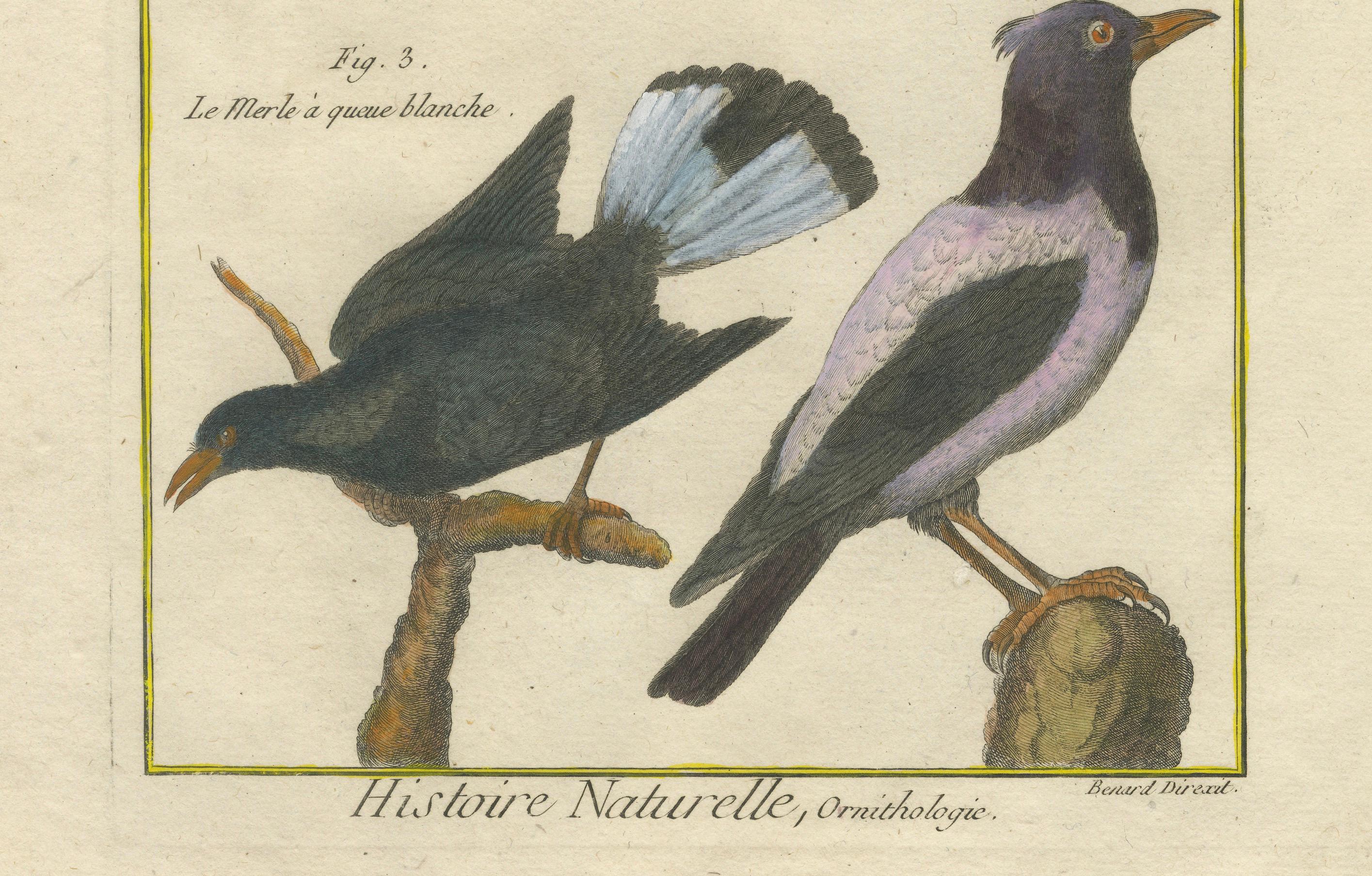This hand-colored copperplate engraving by Robert Benard, part of the *Histoire Naturelle* from the *Encyclopédie Méthodique* (circa 1790), showcases four species of blackbirds or thrushes (*Merles*), highlighting their unique features. These birds