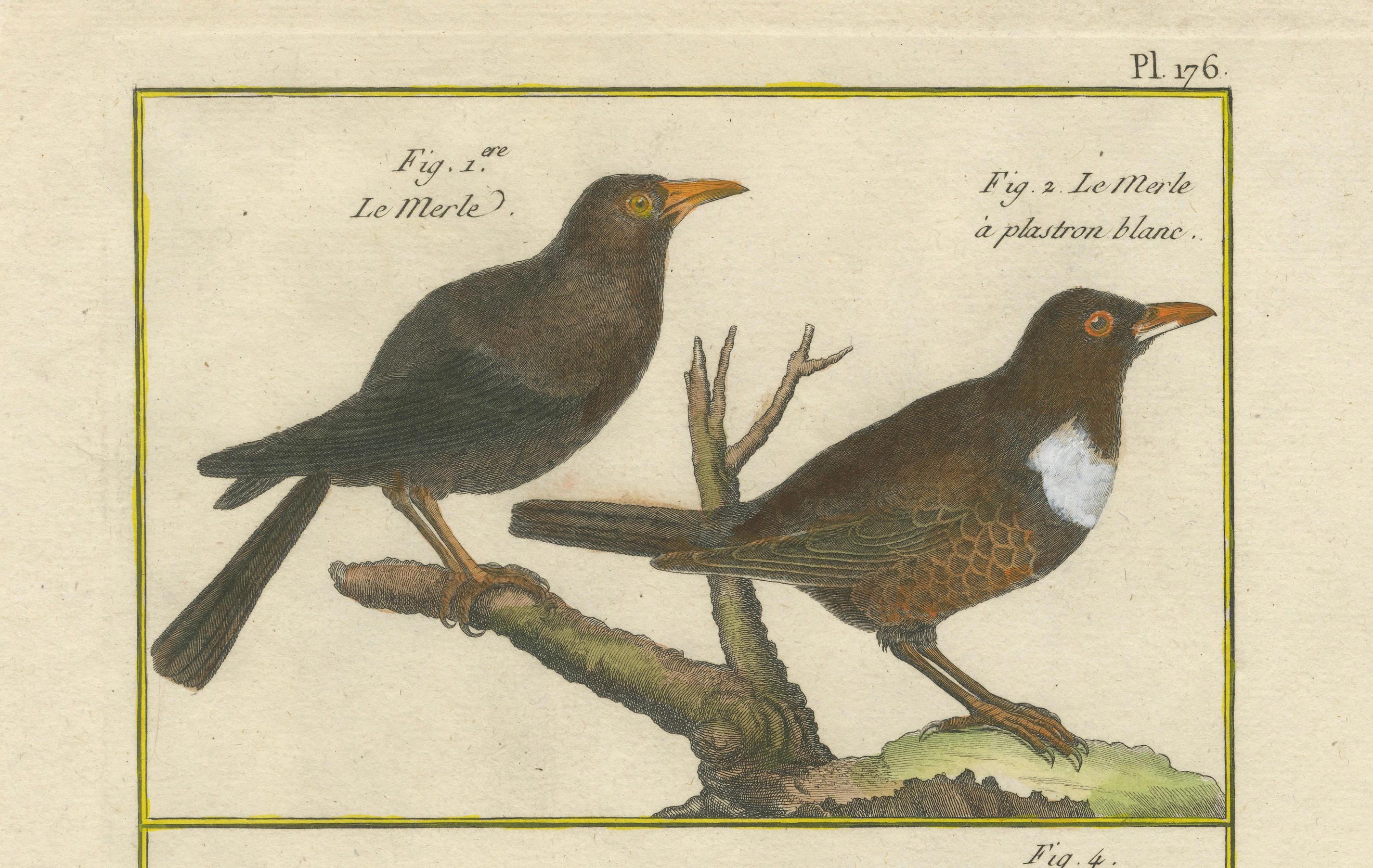 Engraved Hand-Colored Engraving of Blackbird Species from Histoire Naturelle, 1790 For Sale