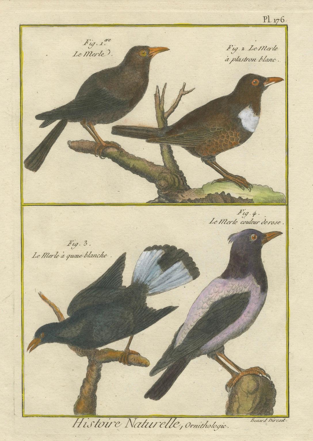 Hand-Colored Engraving of Blackbird Species from Histoire Naturelle, 1790 In Good Condition For Sale In Langweer, NL