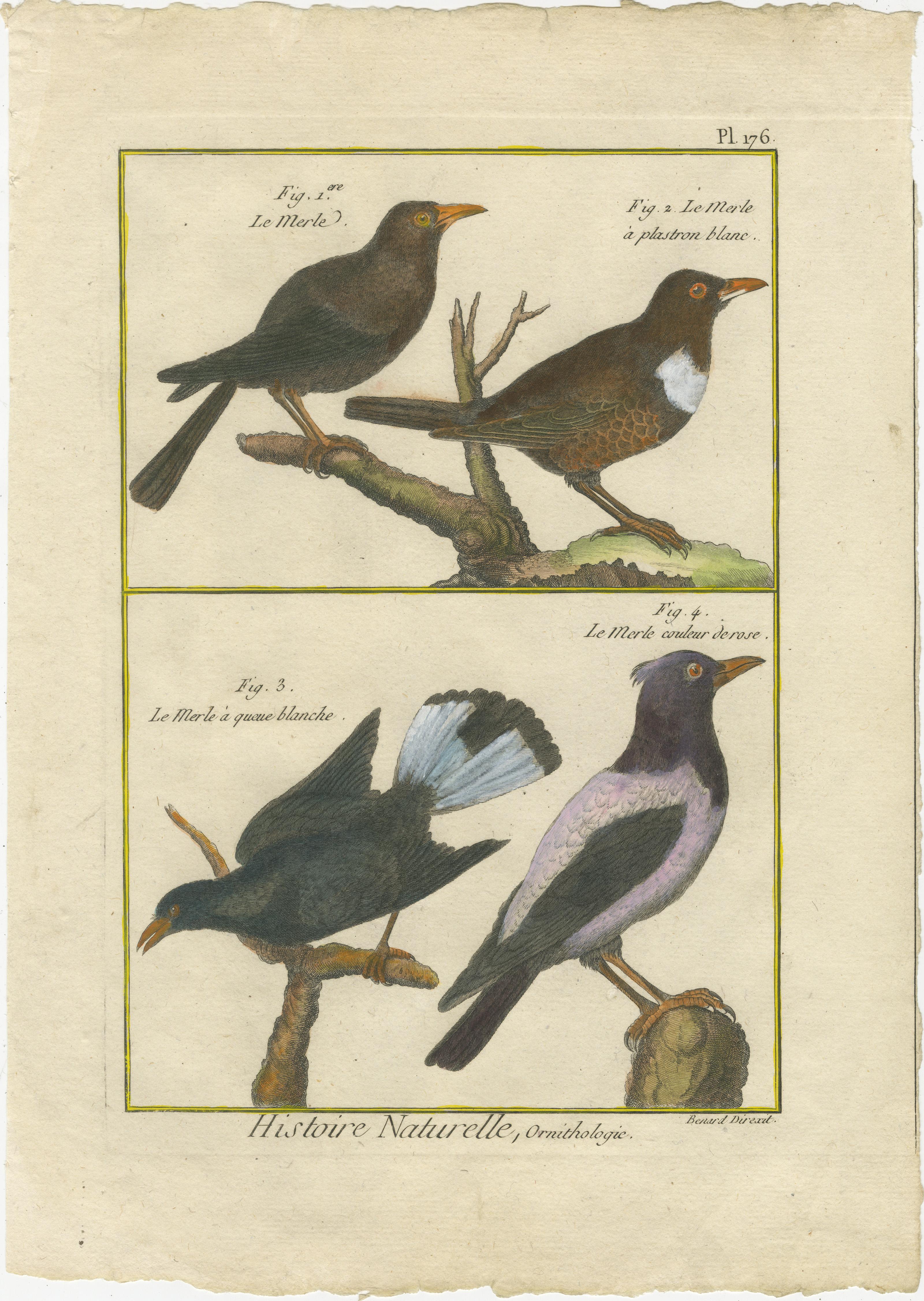 Late 18th Century Hand-Colored Engraving of Blackbird Species from Histoire Naturelle, 1790 For Sale