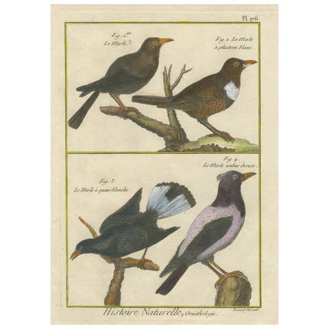Hand-Colored Engraving of Blackbird Species from Histoire Naturelle, 1790