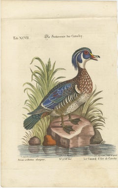 Hand-Colored Engraving of Catesby’s Summer Duck by Seligmann, 18t