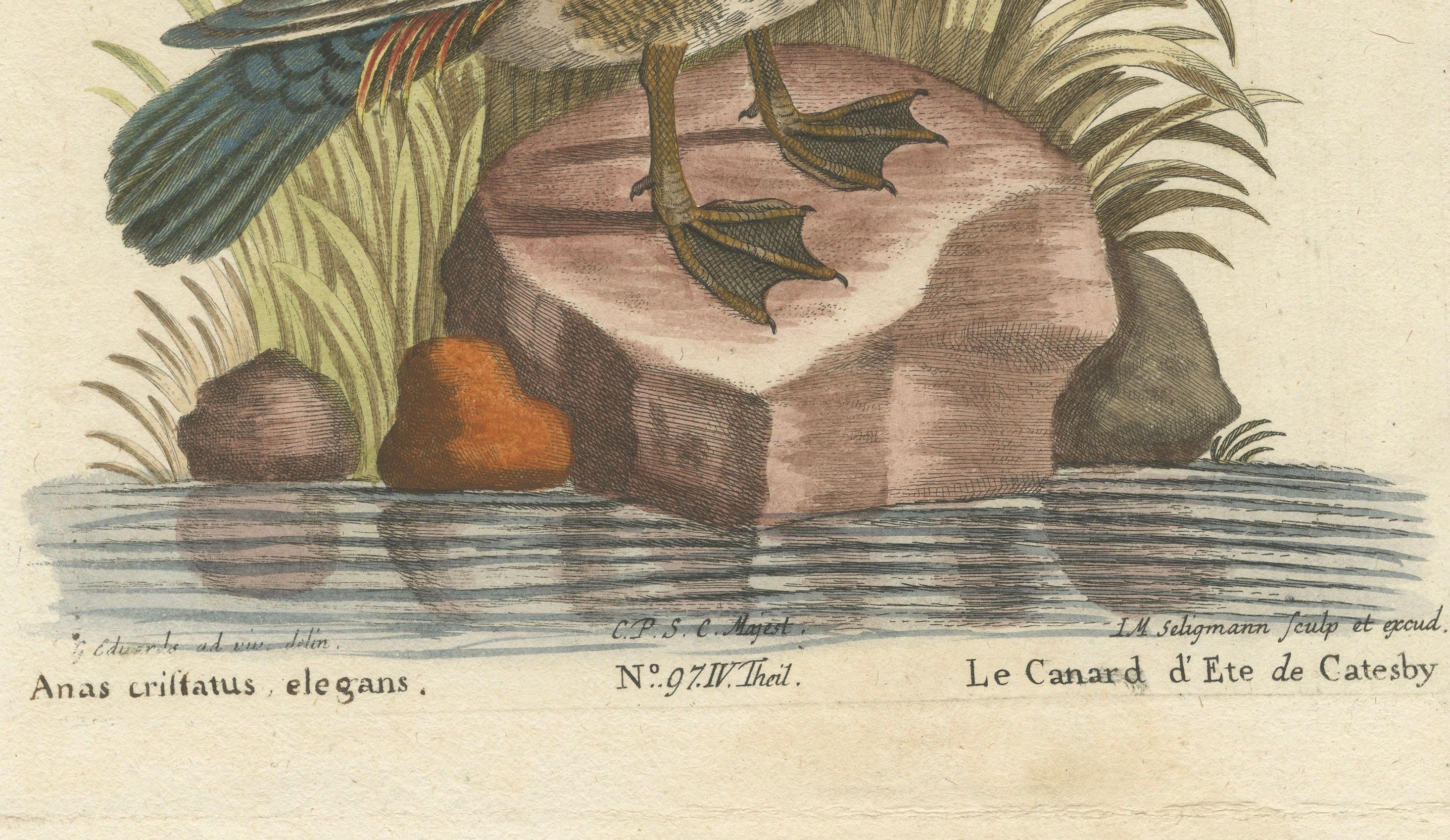 Handkolorierter Kupferstich von Catesby's Summer Duck von Seligmann, 18t (Graviert) im Angebot