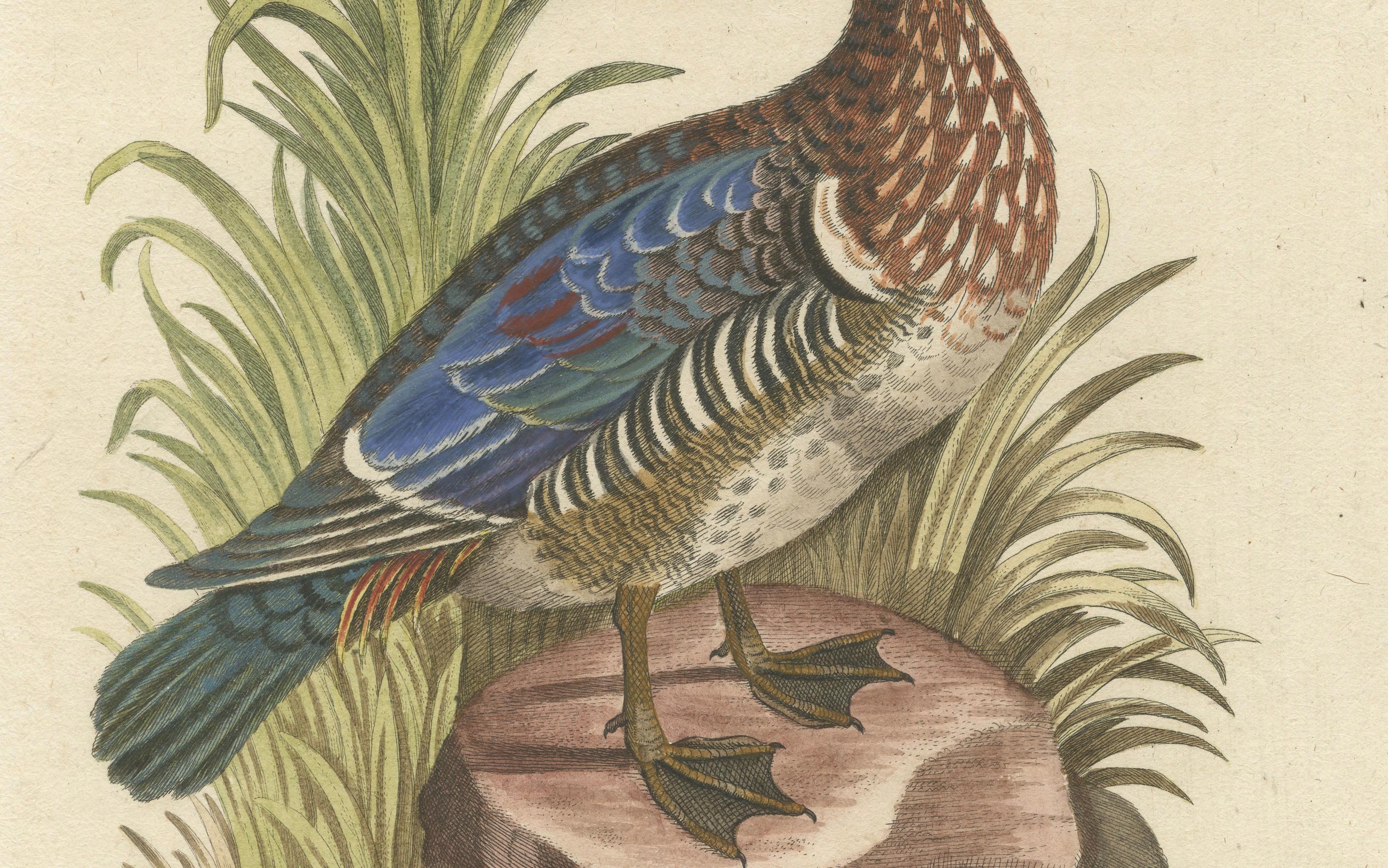 Handkolorierter Kupferstich von Catesby's Summer Duck von Seligmann, 18t im Zustand „Gut“ im Angebot in Langweer, NL