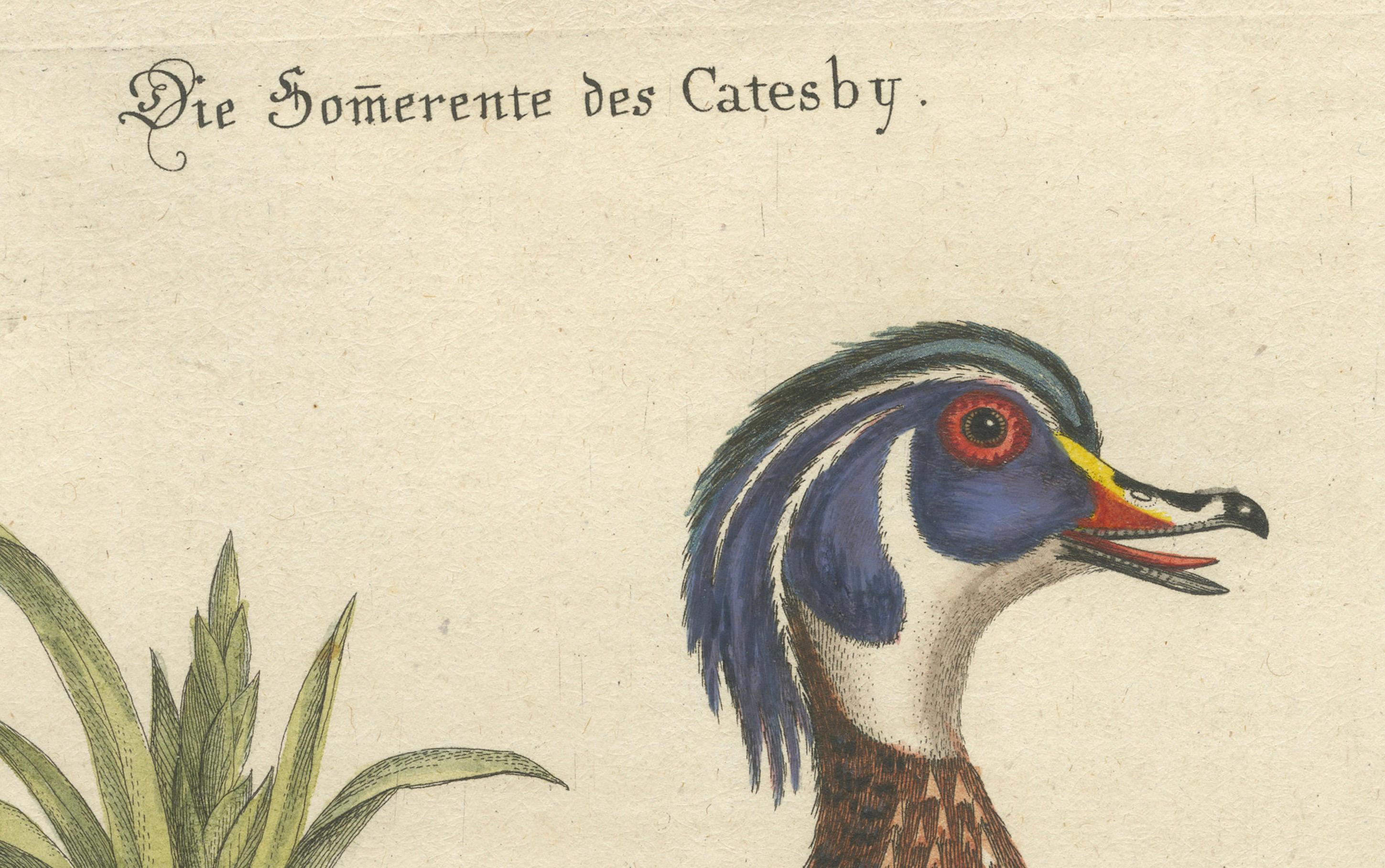 Handkolorierter Kupferstich von Catesby's Summer Duck von Seligmann, 18t (Spätes 18. Jahrhundert) im Angebot