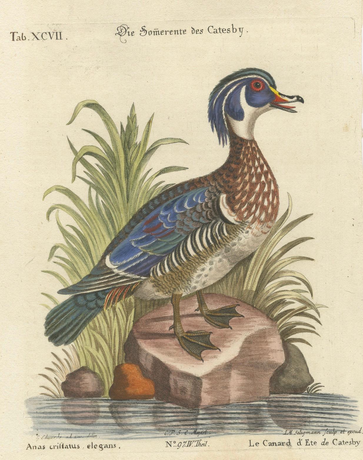 Handkolorierter Kupferstich von Catesby's Summer Duck von Seligmann, 18t (Papier) im Angebot