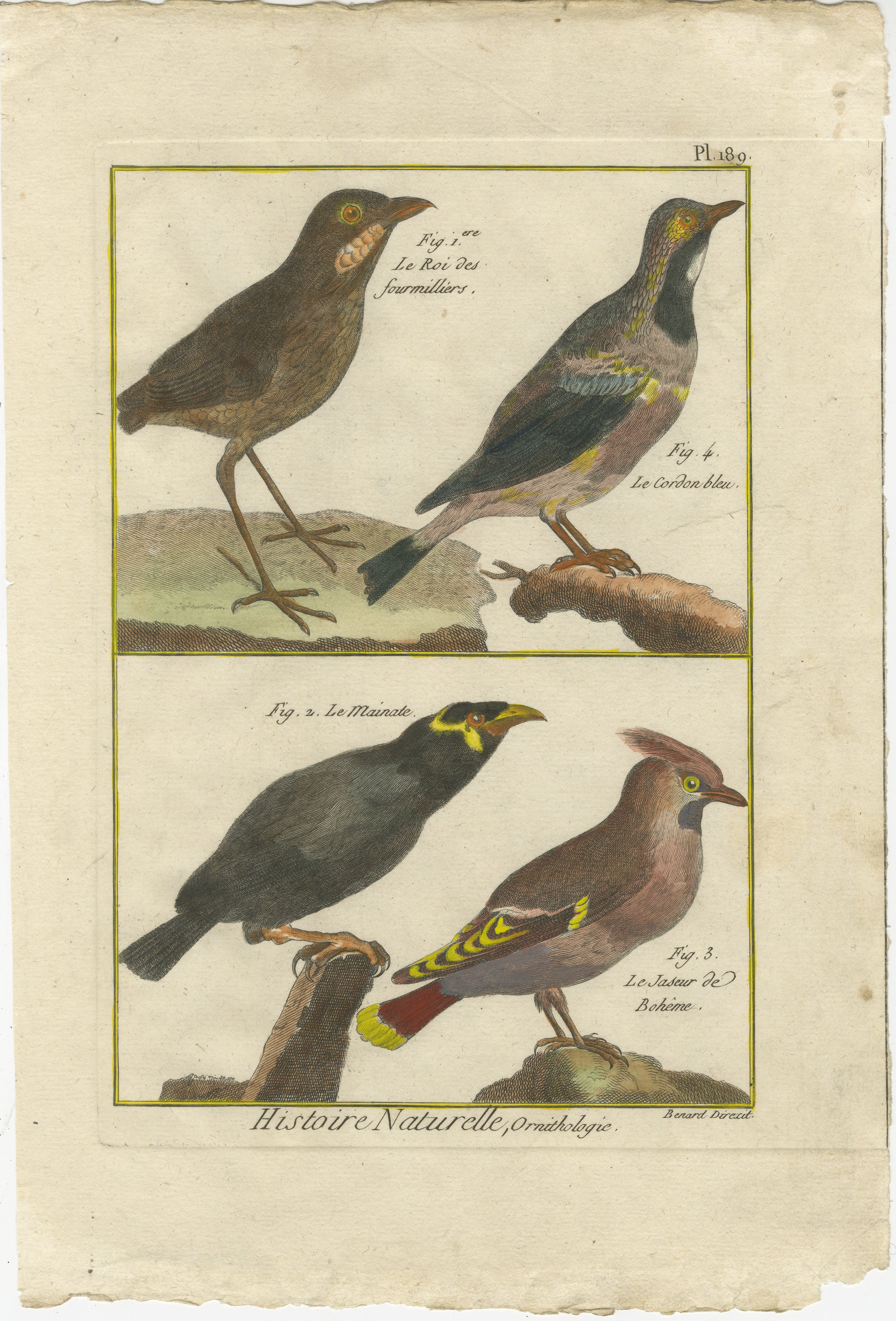 Dieser handkolorierte Kupferstich von Robert Benard, Teil der *Histoire Naturelle* aus der *Encyclopédie Méthodique*, um 1790, zeigt vier markante Vogelarten. Jeder Vogel ist in französischer Sprache beschriftet, und die Gravur hebt die Vielfalt des