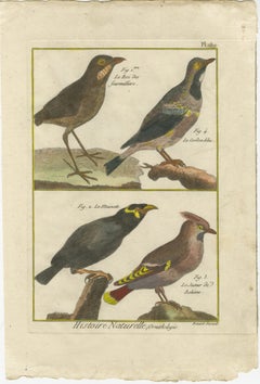 Hand-Colored Engraving of Diverse Bird Species from Histoire Naturelle, 1790
