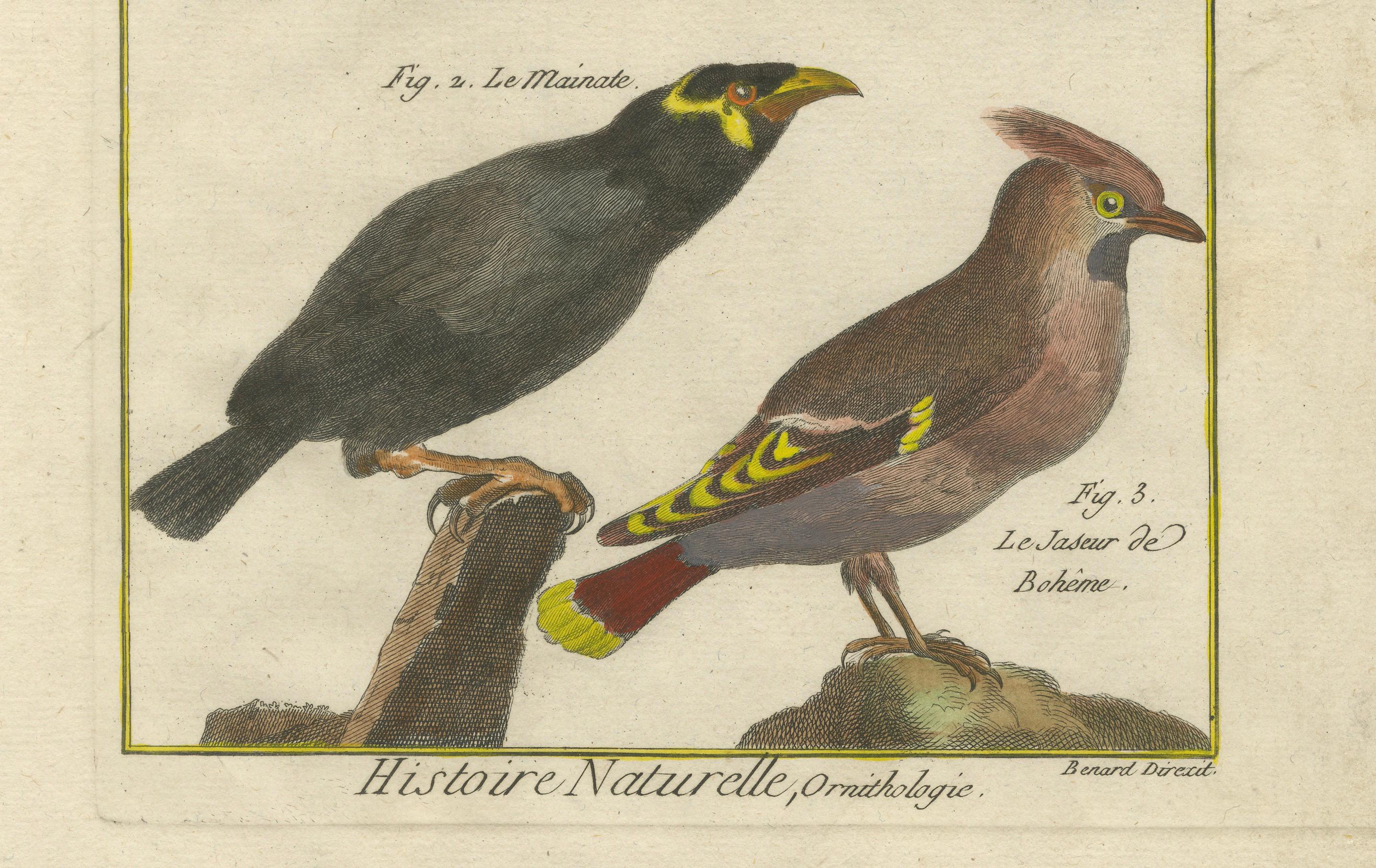 Handkolorierte Gravur verschiedener Vogelexemplare aus der Histoire Naturelle, 1790 (Graviert) im Angebot