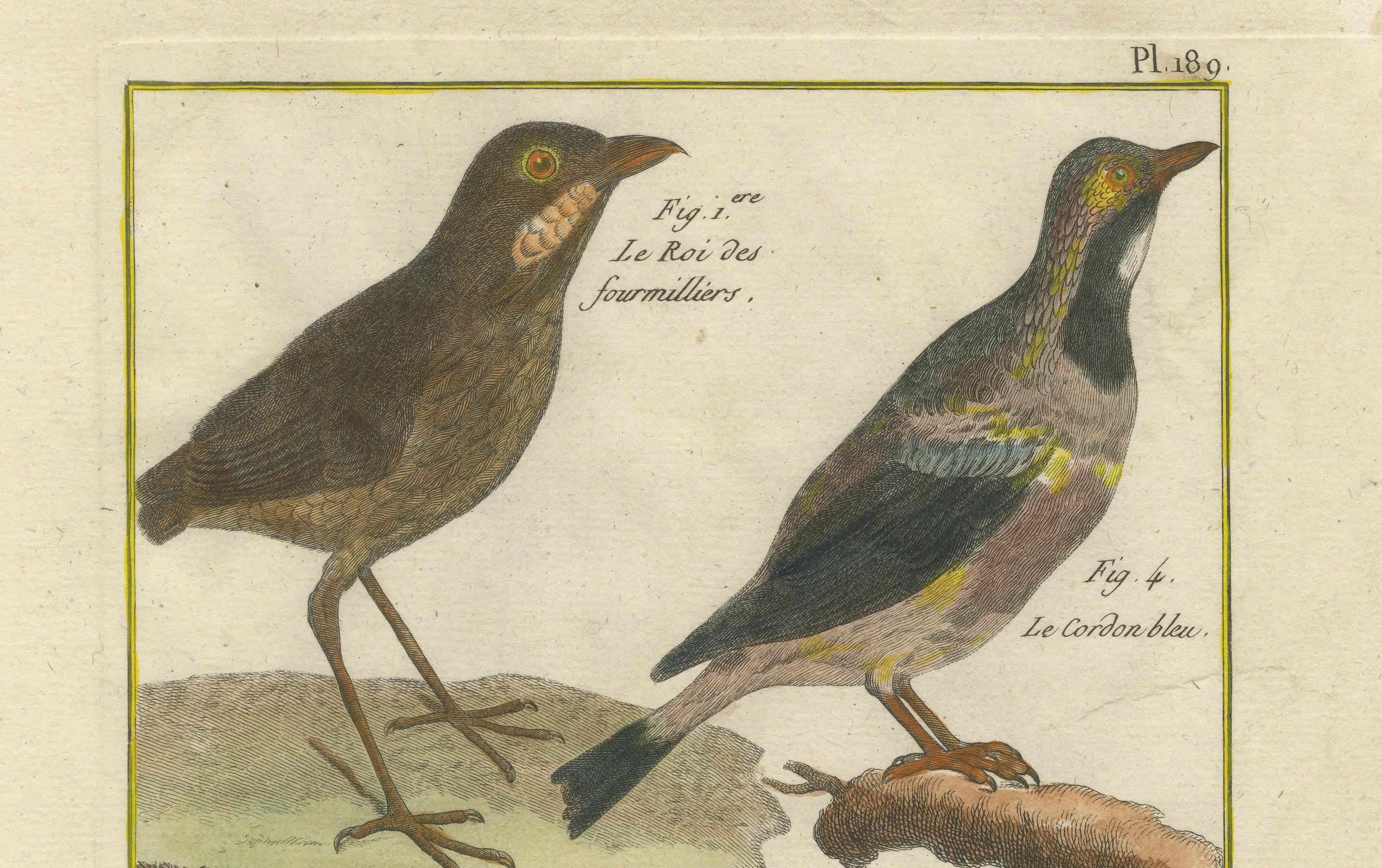 Handkolorierte Gravur verschiedener Vogelexemplare aus der Histoire Naturelle, 1790 im Zustand „Gut“ im Angebot in Langweer, NL