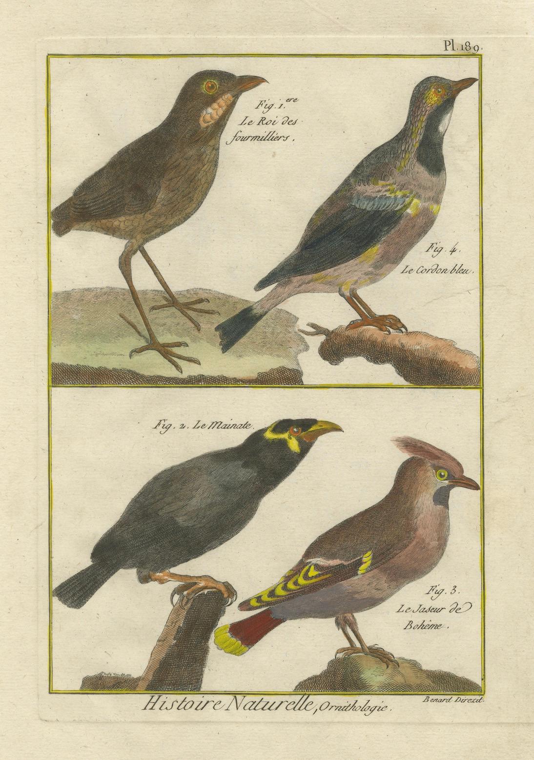 Handkolorierte Gravur verschiedener Vogelexemplare aus der Histoire Naturelle, 1790 (Spätes 18. Jahrhundert) im Angebot