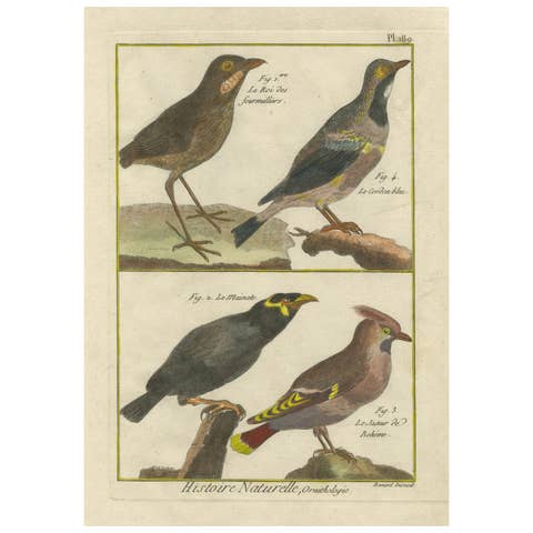 Hand-Colored Engraving of Diverse Bird Species from Histoire Naturelle, 1790