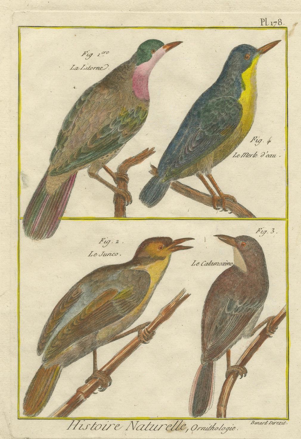This hand-colored engraving is attributed to Robert Benard (1734-1786) and originates from the *Encyclopédie Méthodique*, published around 1790. It showcases four different birds, depicted with meticulous engraving techniques and enhanced by vibrant