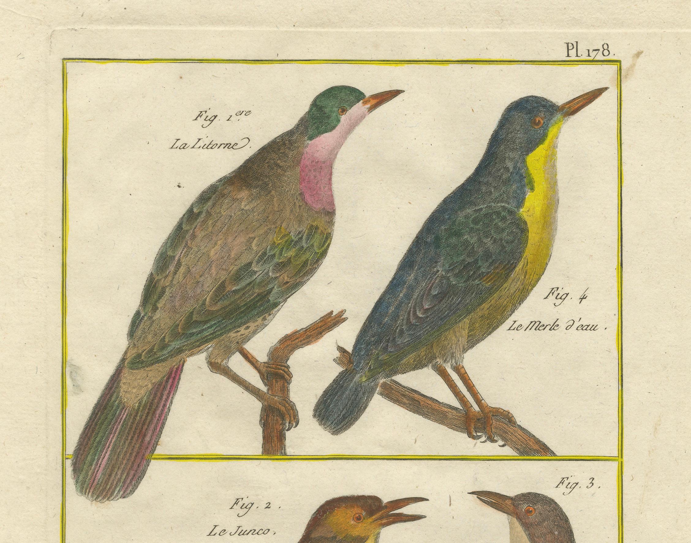 Engraved Hand-Colored Engraving of European & Exotic Birds from Histoire Naturelle, 1790 For Sale