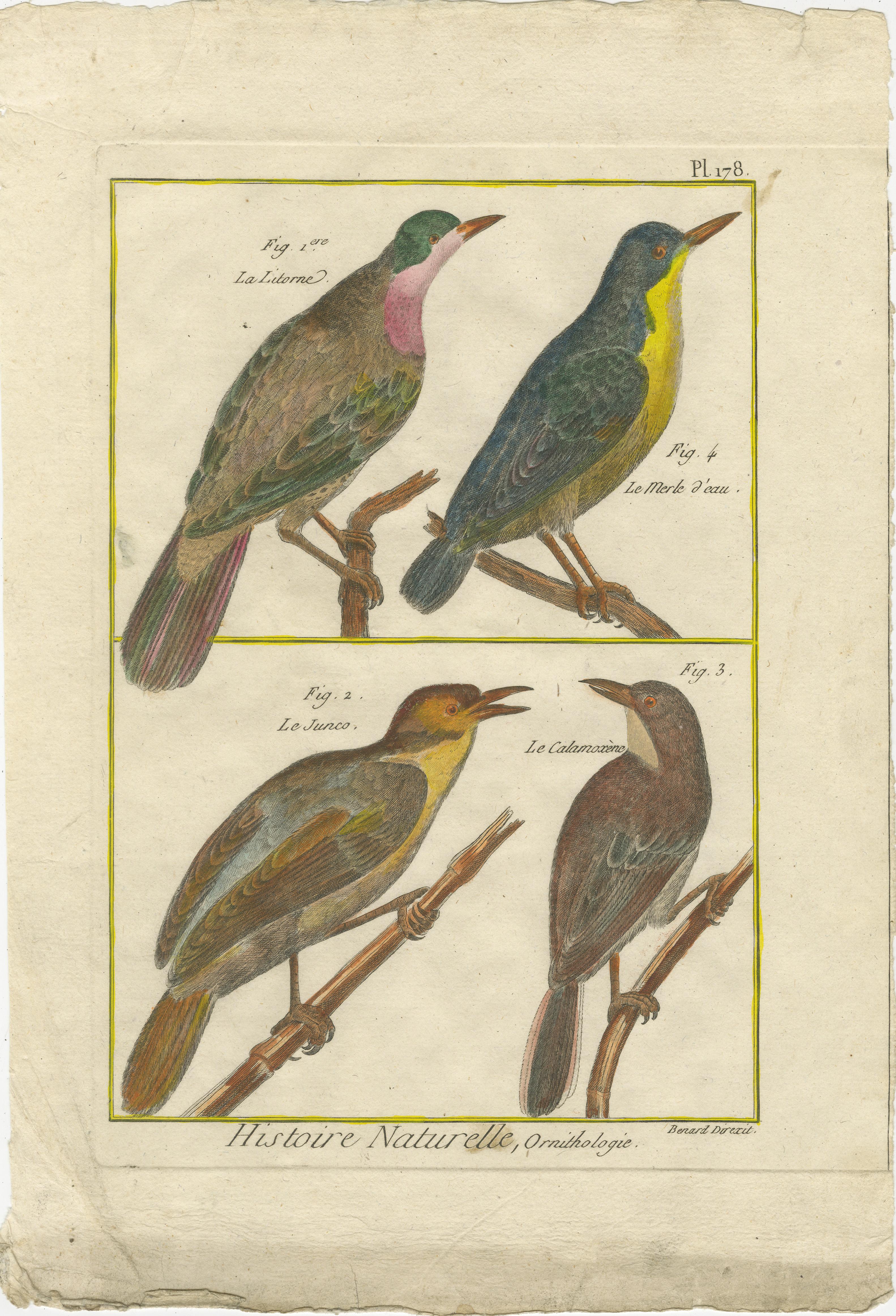 Hand-Colored Engraving of European & Exotic Birds from Histoire Naturelle, 1790 In Good Condition For Sale In Langweer, NL
