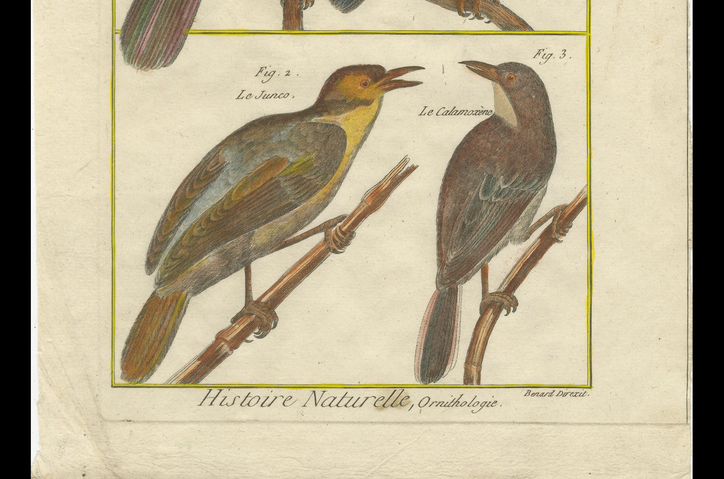 Late 18th Century Hand-Colored Engraving of European & Exotic Birds from Histoire Naturelle, 1790 For Sale