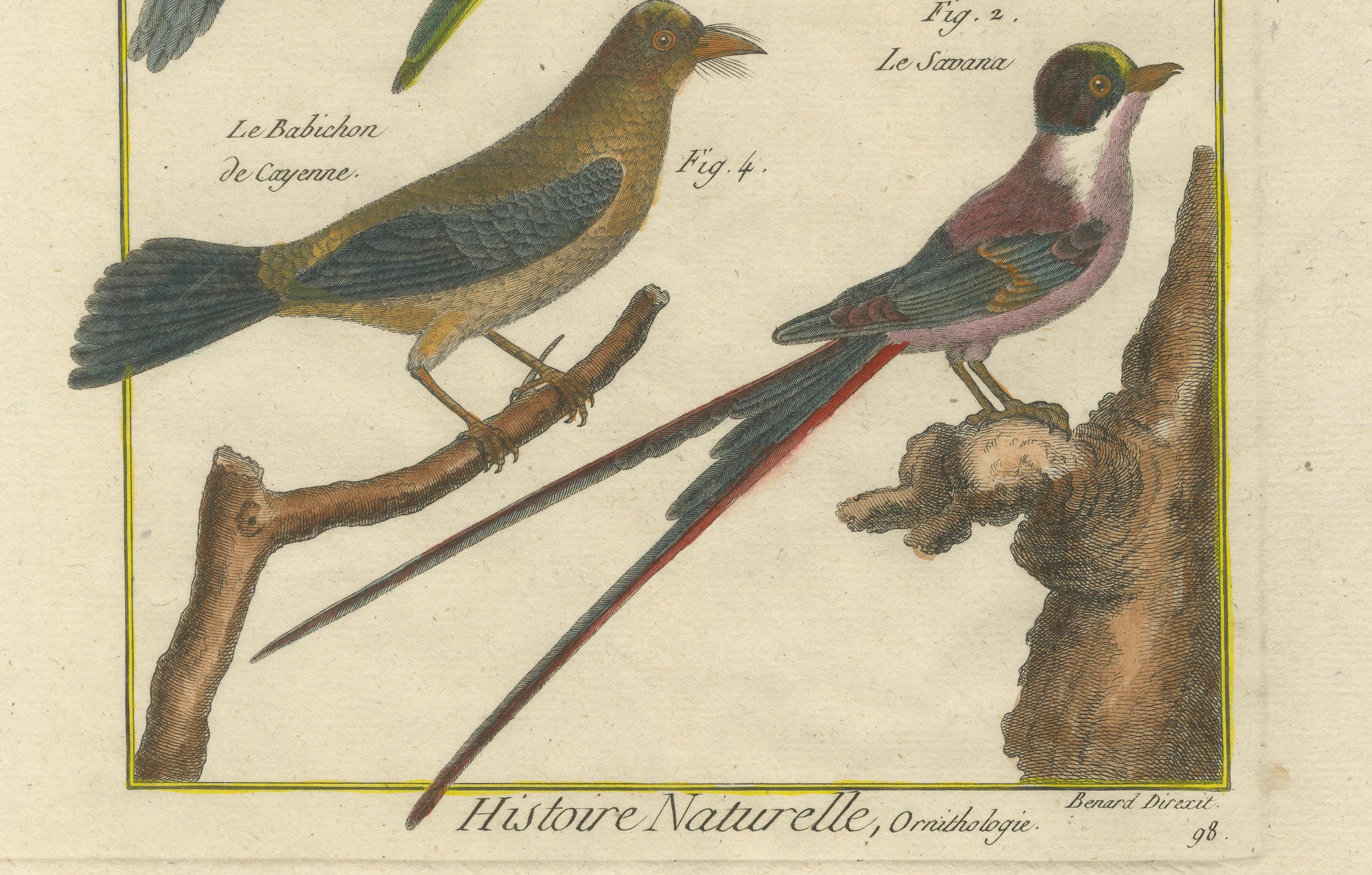 Se trata de un grabado en cobre coloreado a mano de Robert Benard, que forma parte de la *Histoire Naturelle* de la *Encyclopédie Méthodique*, hacia 1790. La ilustración presenta cuatro especies de aves exóticas, etiquetadas en francés, que ponen de